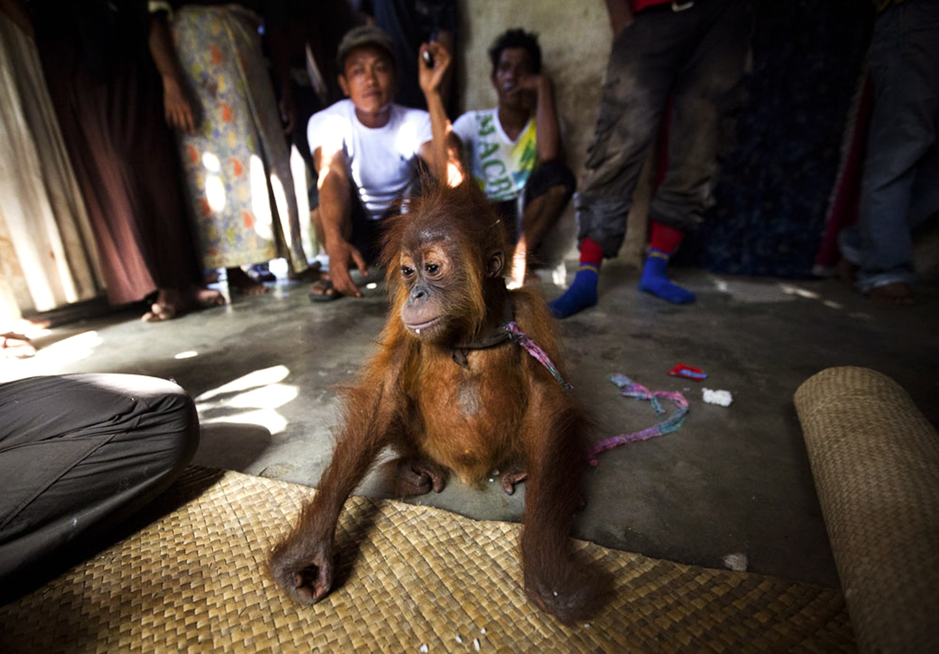 Sumatran Orangutan - Picture of a young orangutan held captive in Indonesia