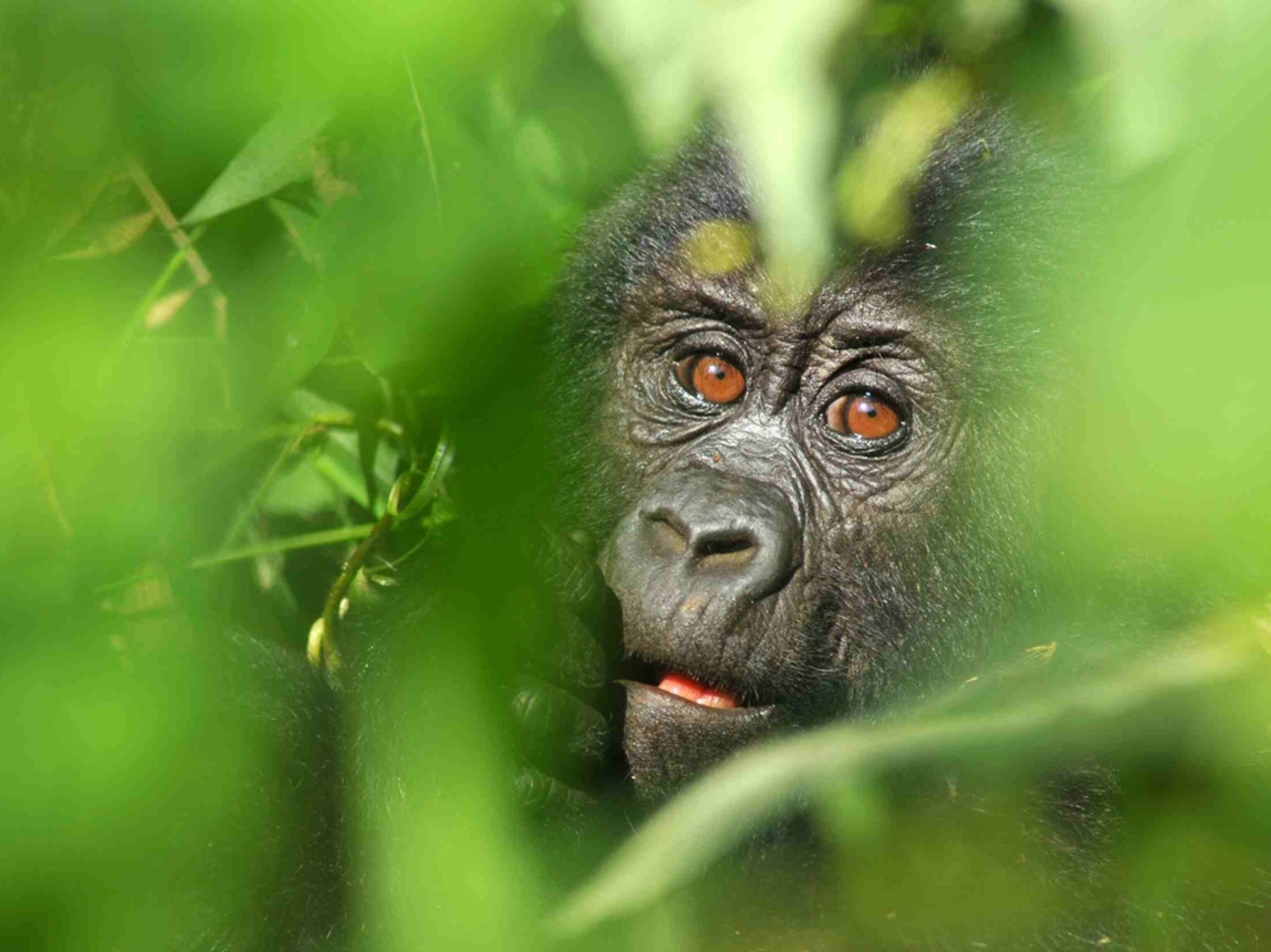 Mountain gorilla in Uganda