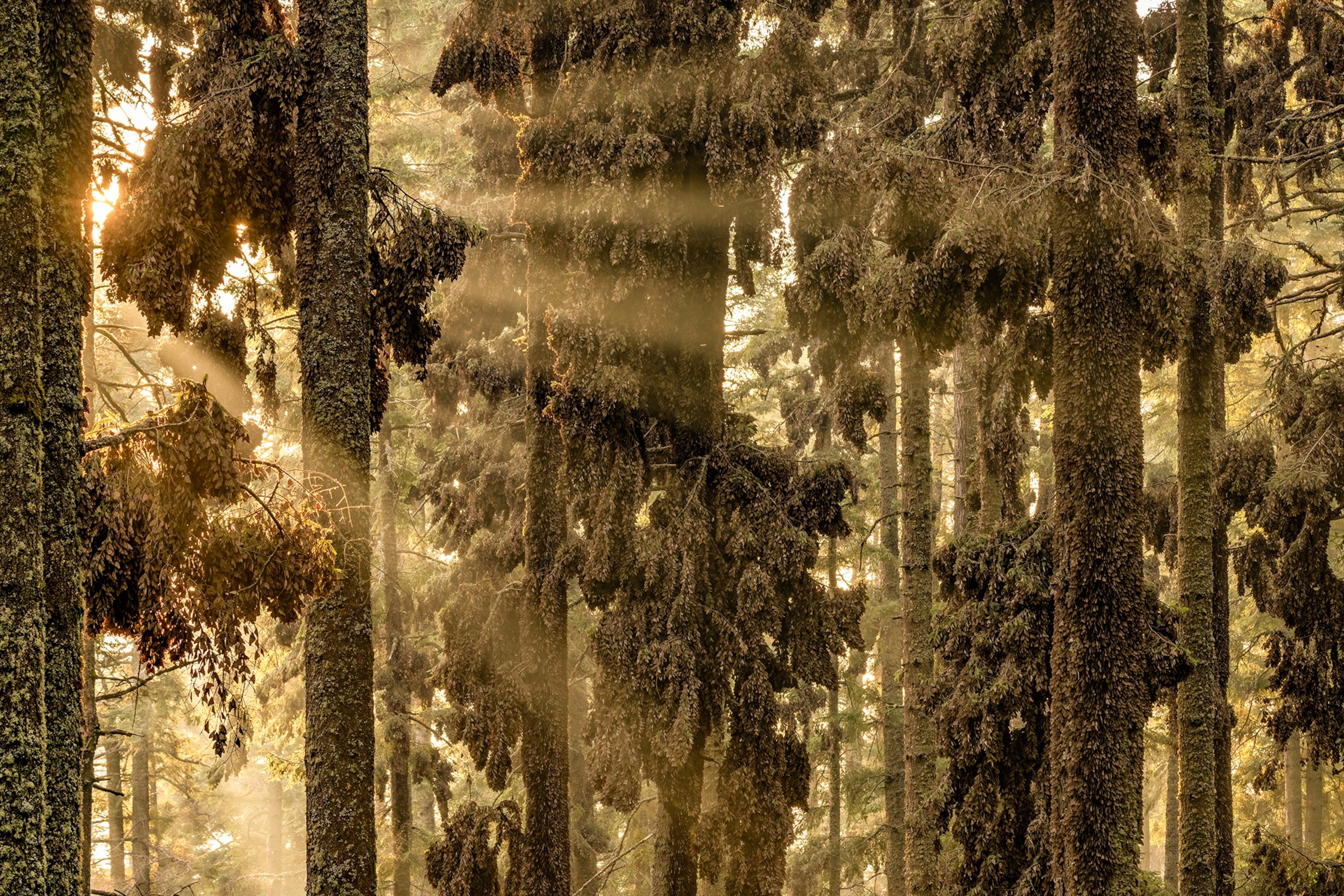 Golden sunlight streams through a forest of trees covered in monarch butterflies