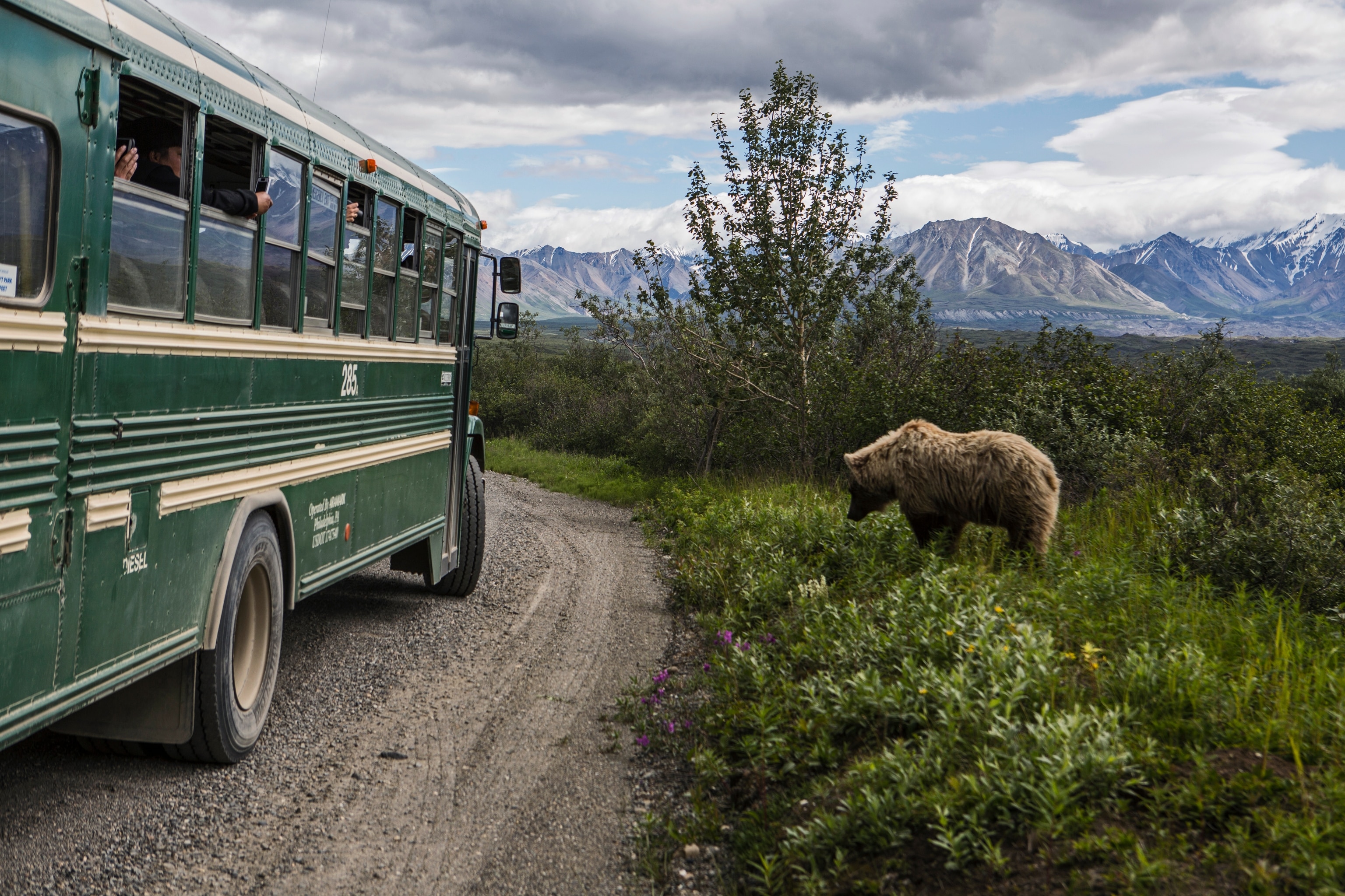A green bus on the left with hands reaching out taking photos of a bear to the right of the bus