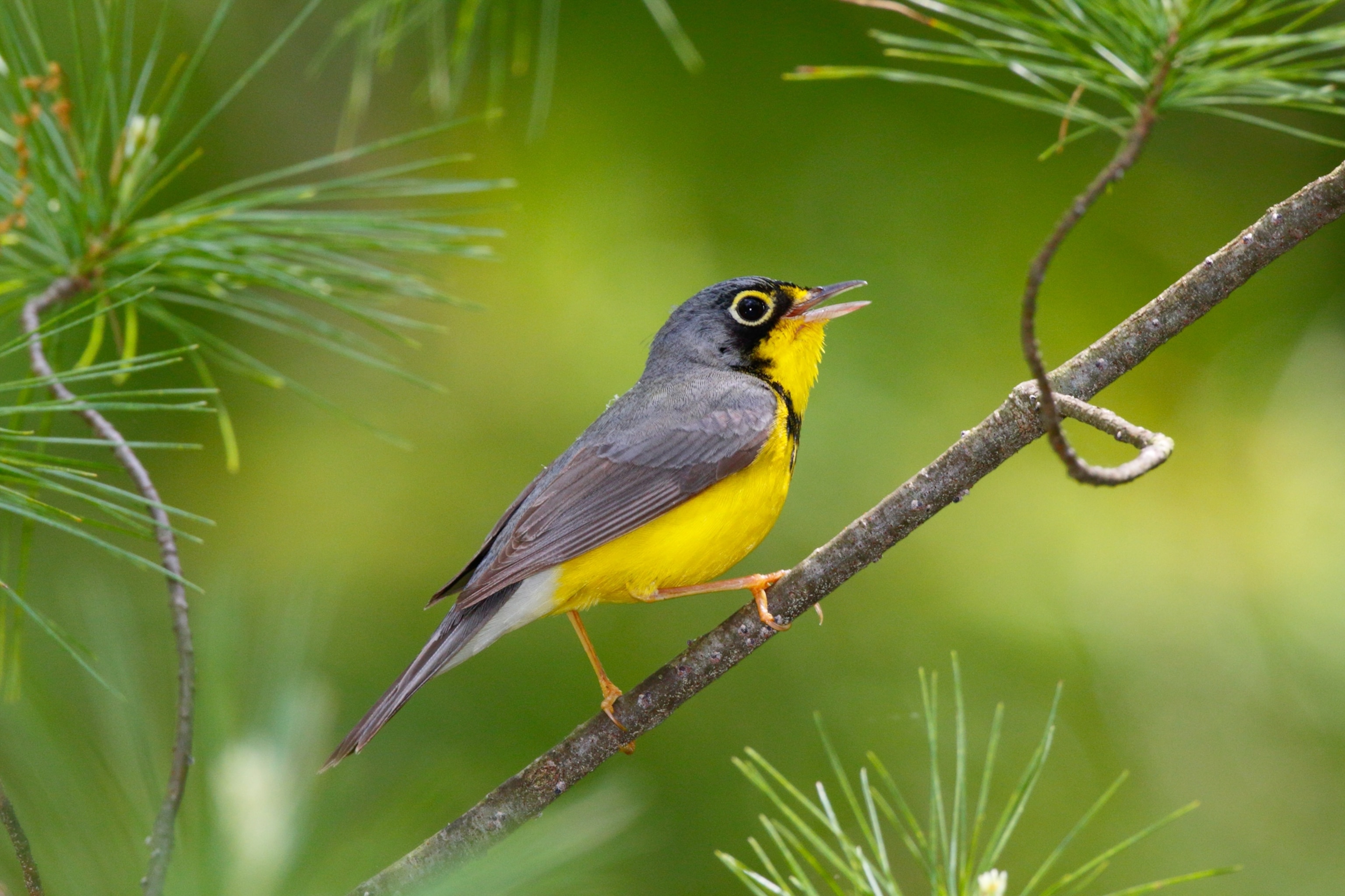 The Canada warbler, Cardinella canadensis, perching on the branch of a tree.