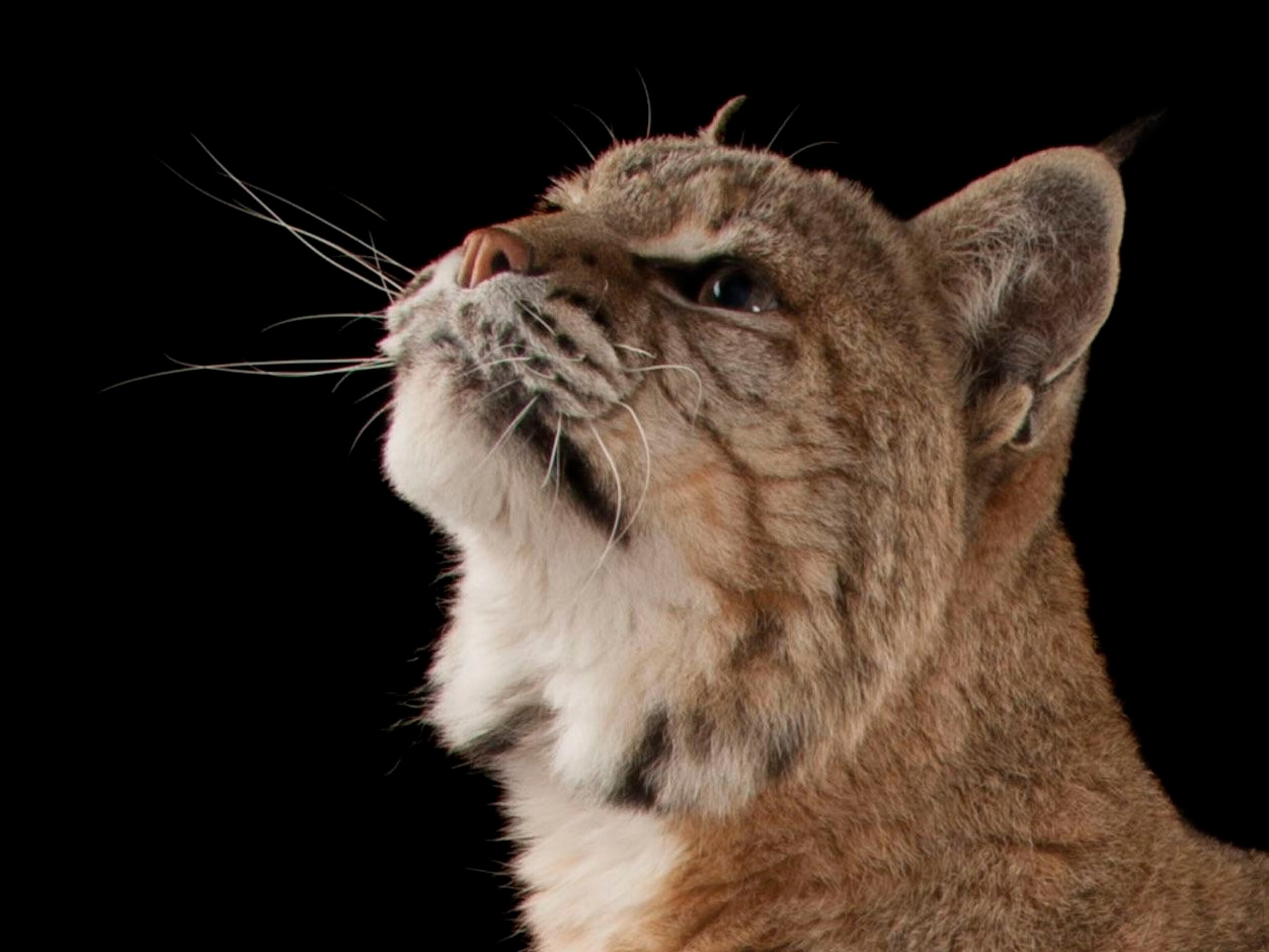 Bobcat | National Geographic