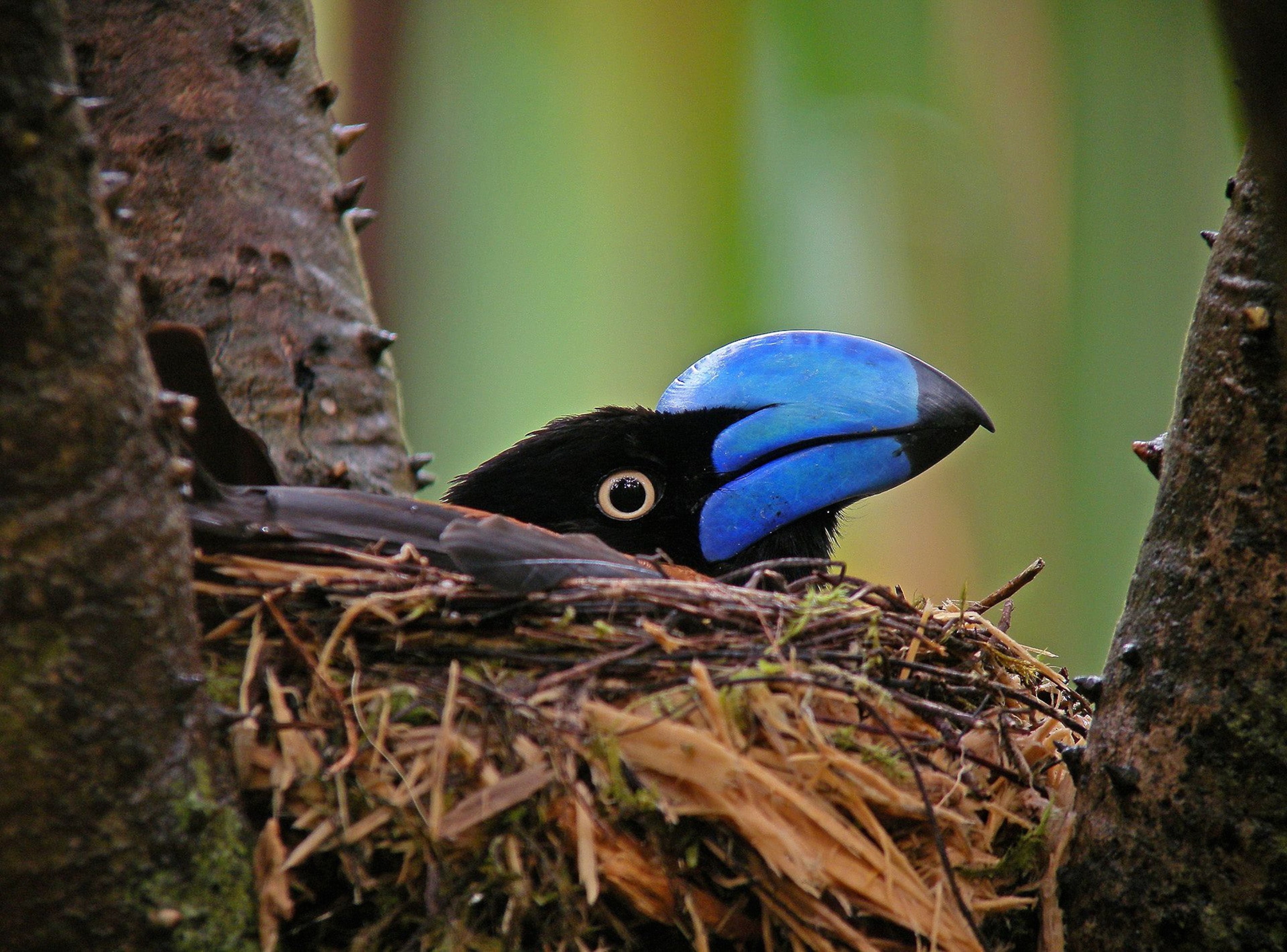 Helmet vanga picture: one of the best bird pictures in a new contest