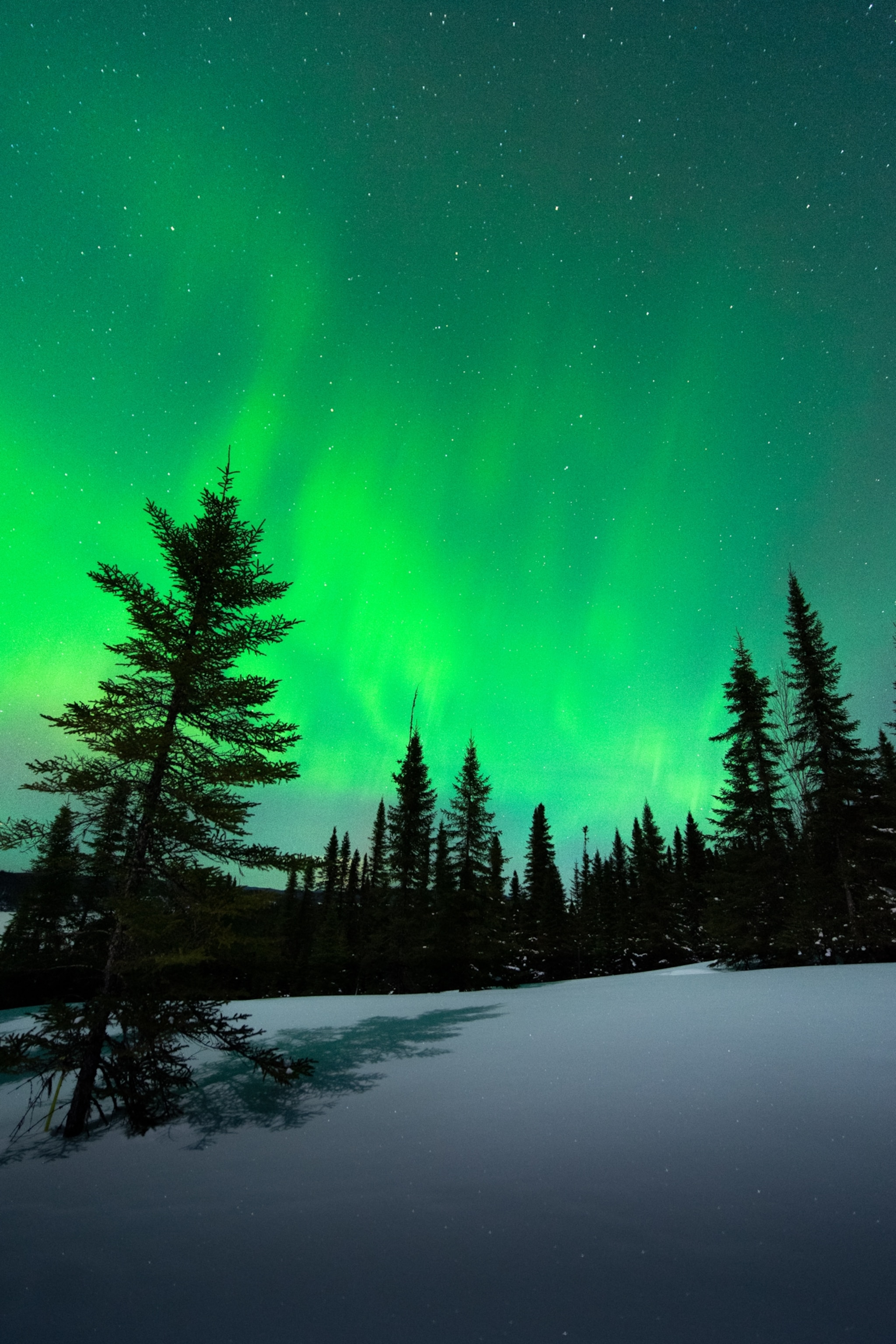Silhouetted pine trees beneath green streaks of the Northern Lights