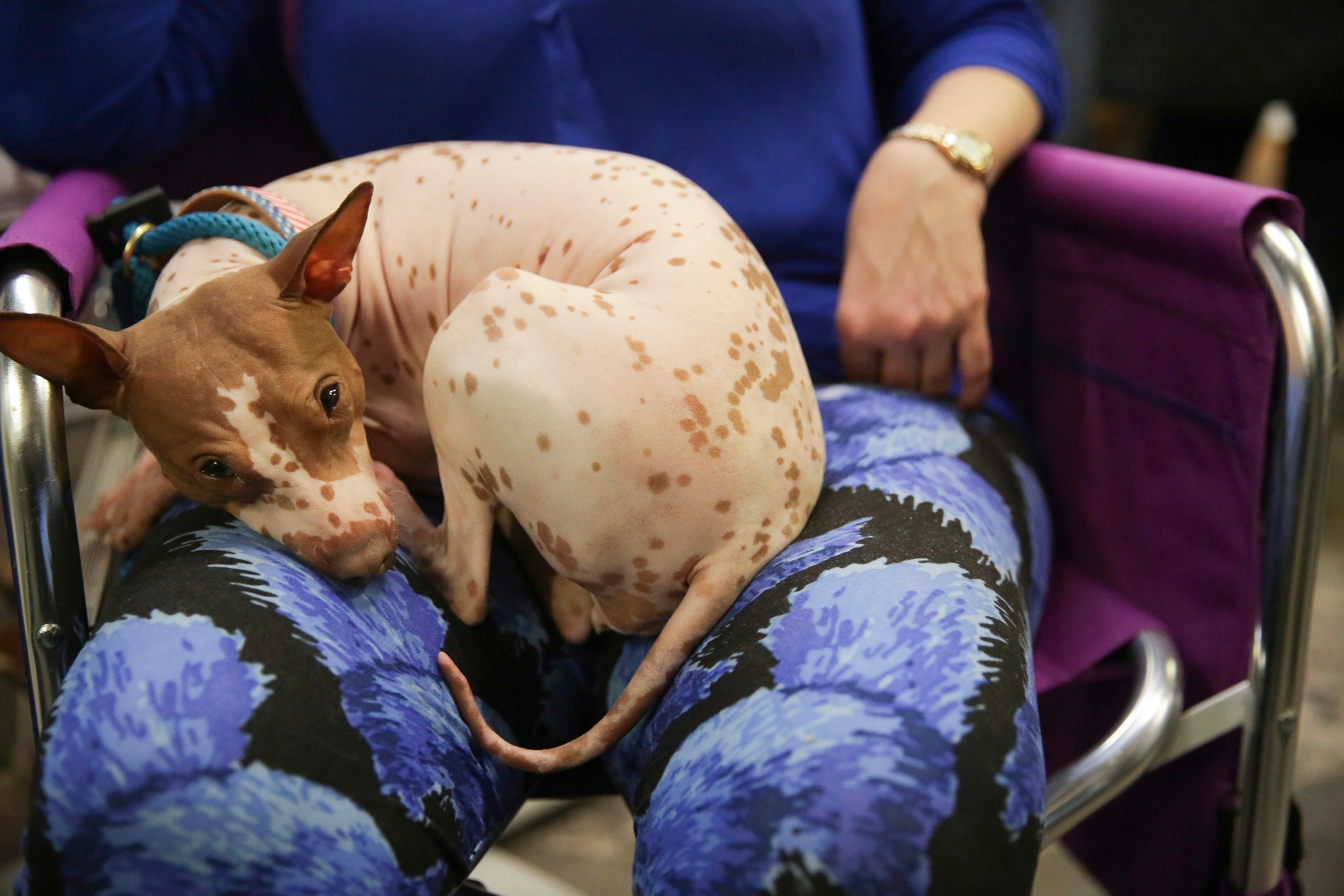 American Hairless terrier