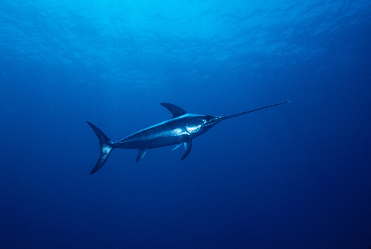 Why Did Swordfish Stab a Fisherman in Hawaii?
