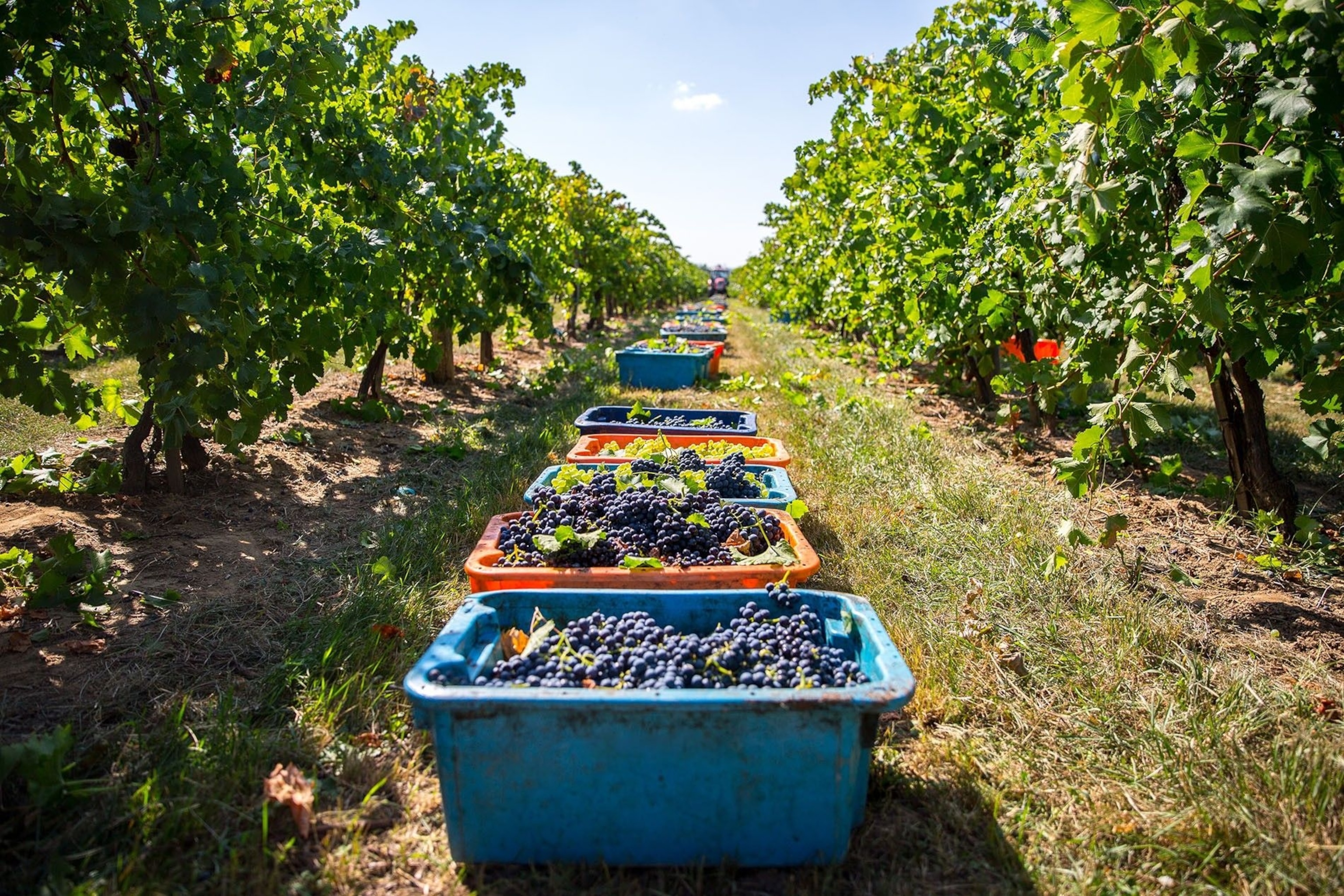 Grapes in a basket at a vineyard.