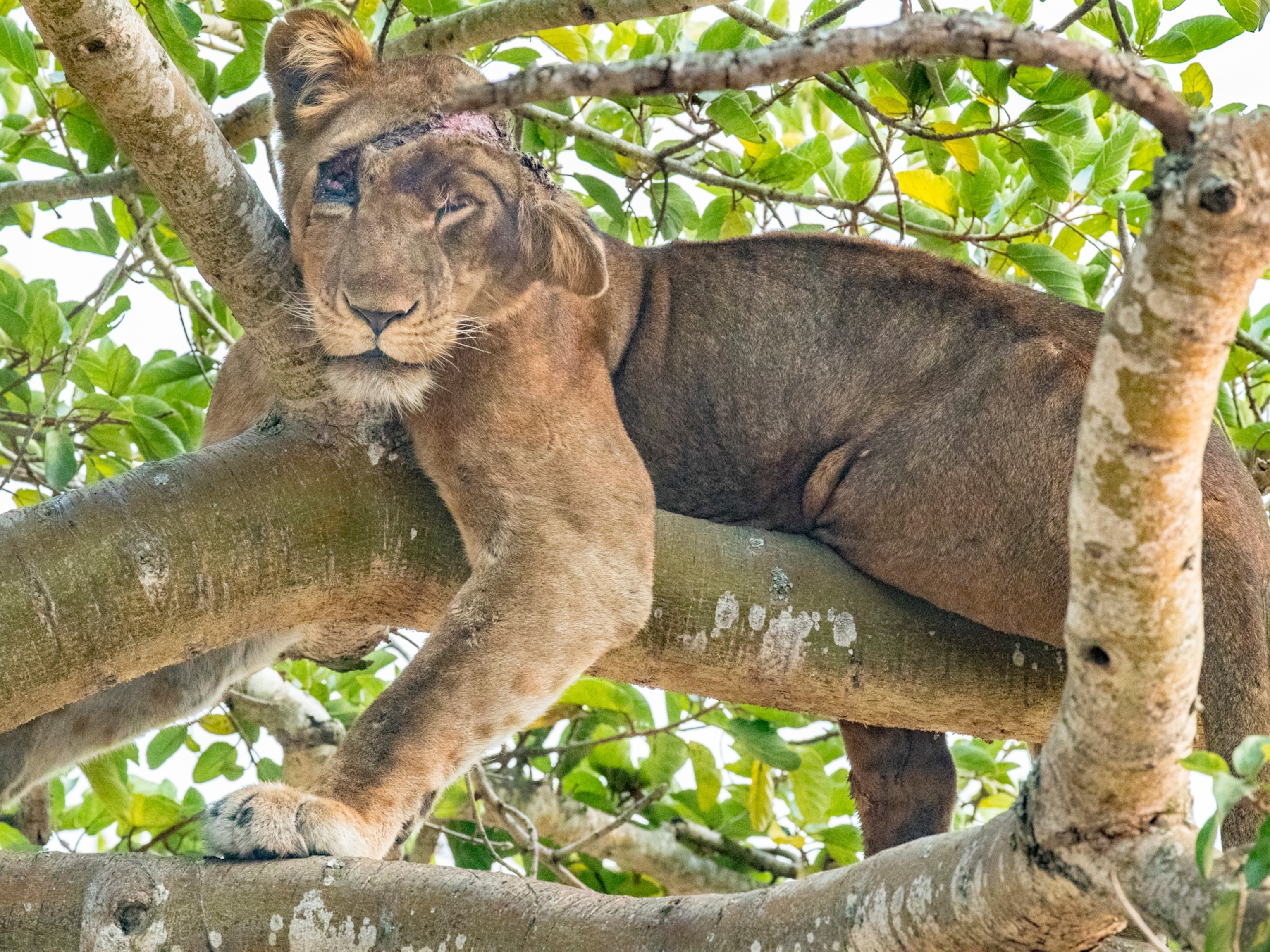 Snares Pose a Grave Threat to Lions in Africa Today, Blog, Nature