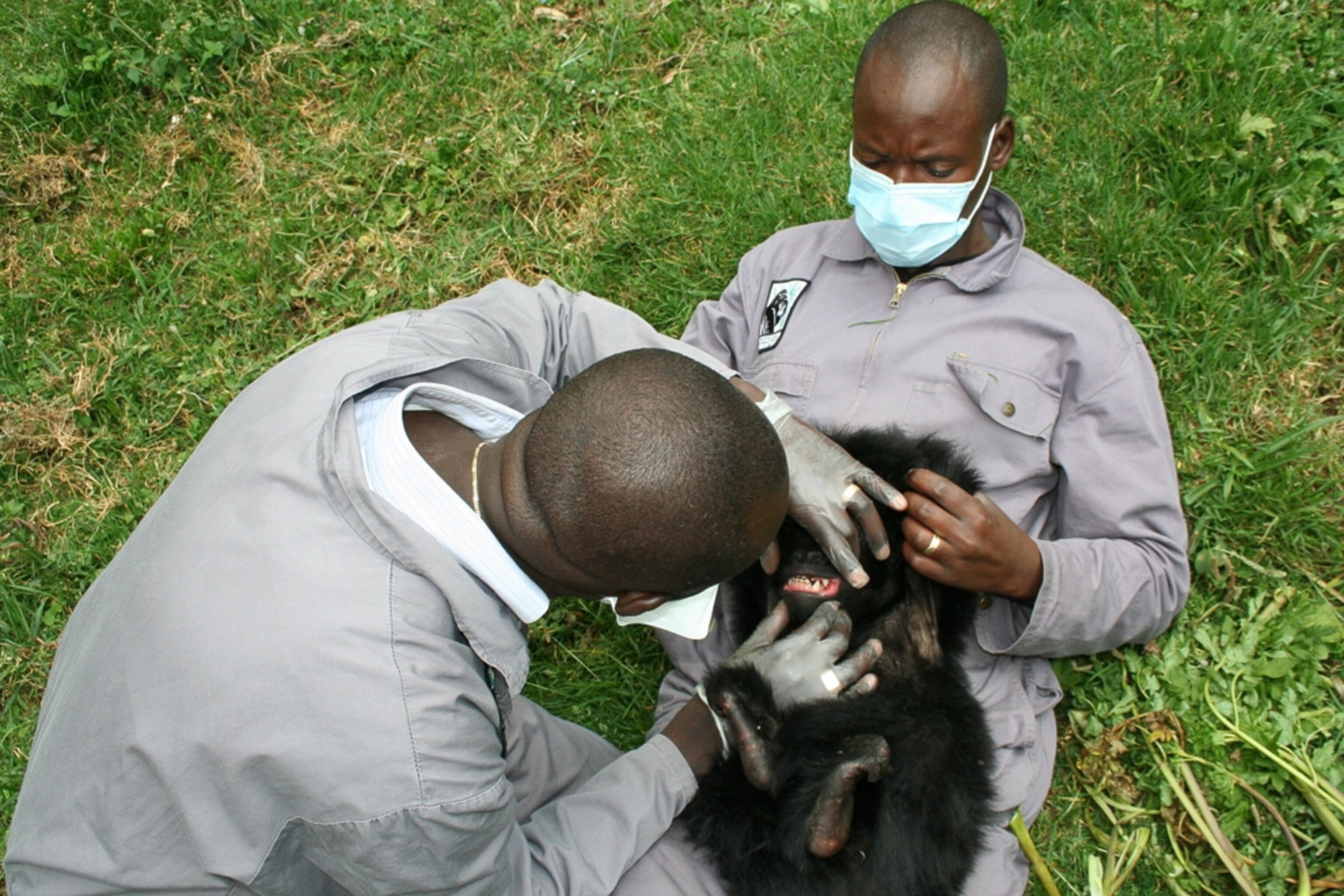 Baby gorilla picture: worker examining the rescued baby gorilla