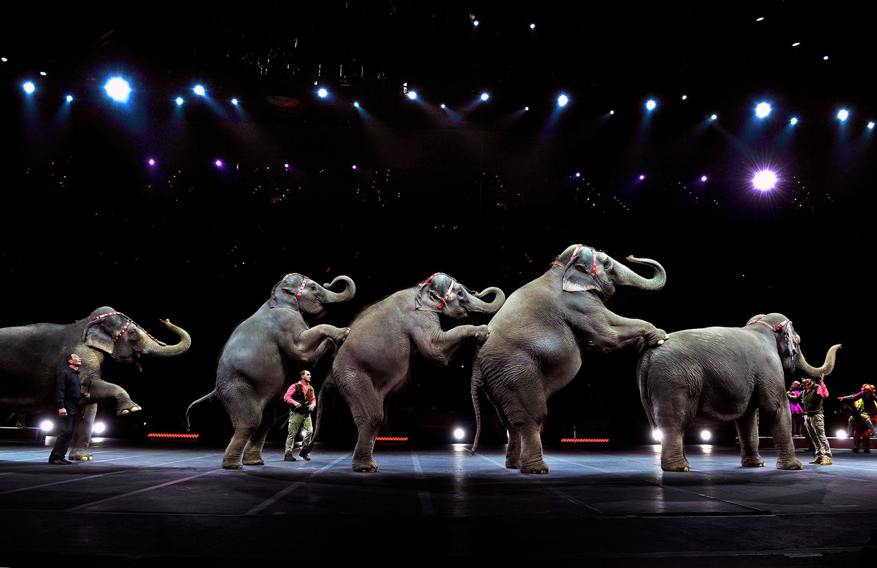 elephants performing in the circus