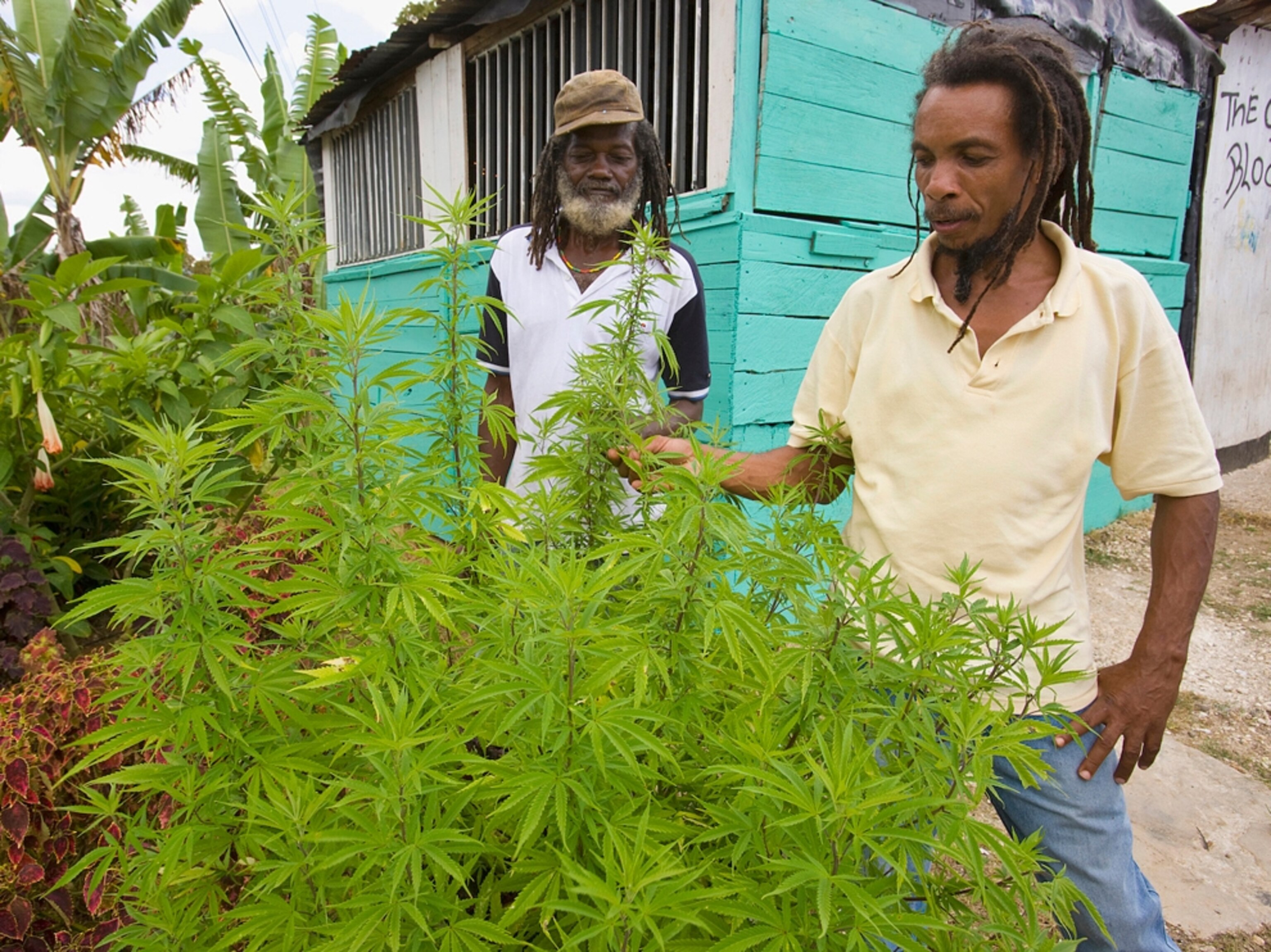 Tour guide with marijuana plant, Jamaica