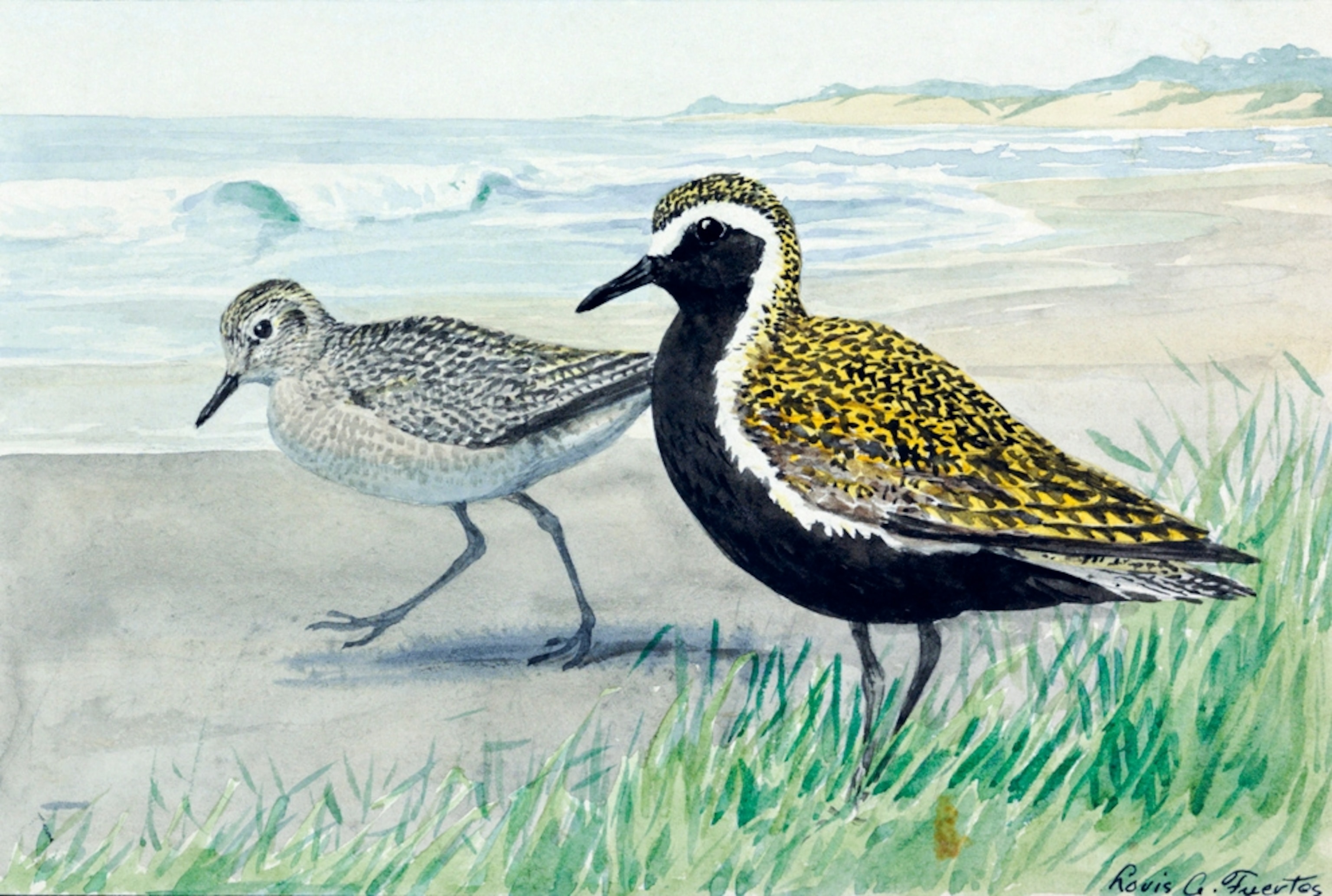 Illustration: Two golden plovers