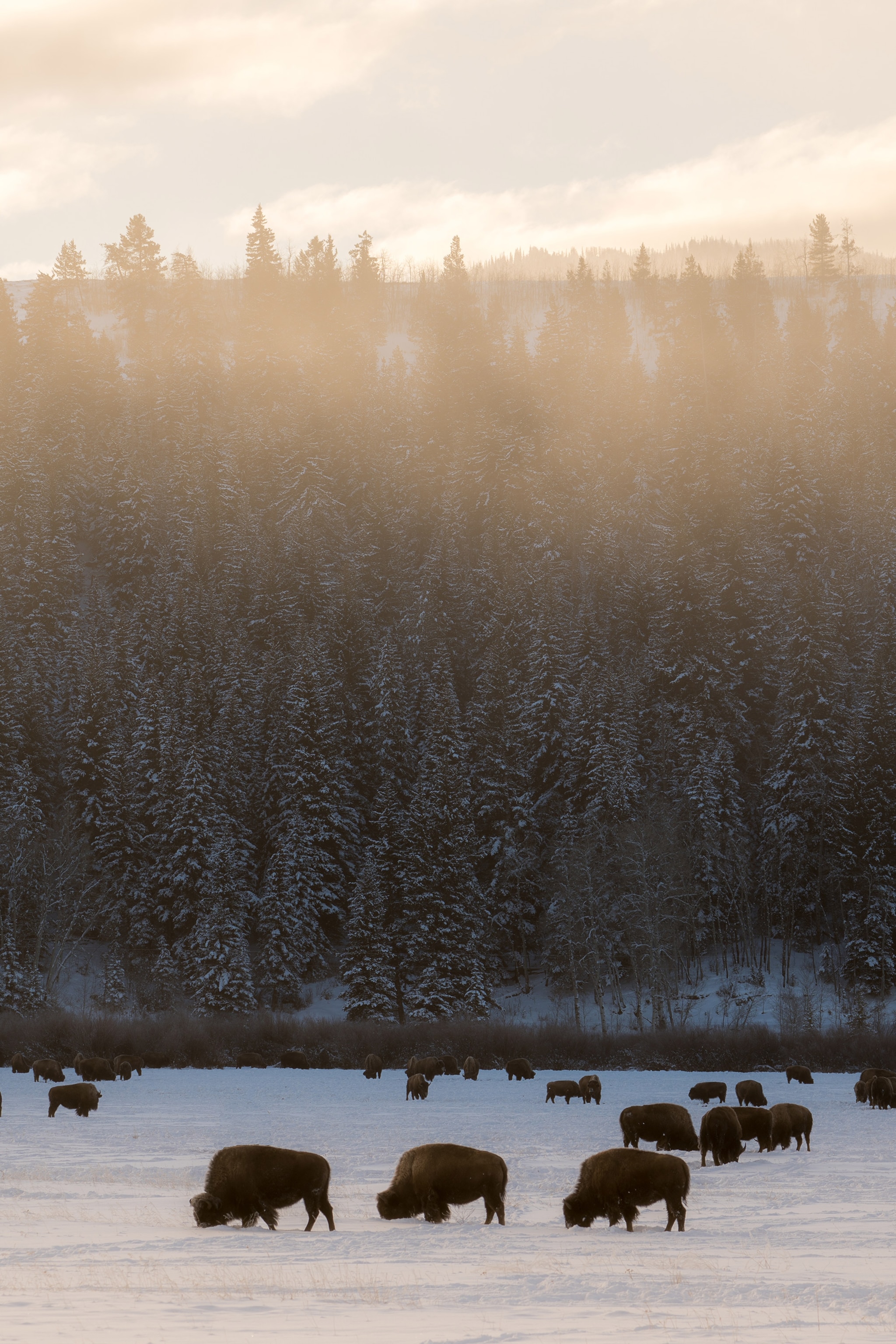 bison in Grand Teton National Park, Wyoming in winter