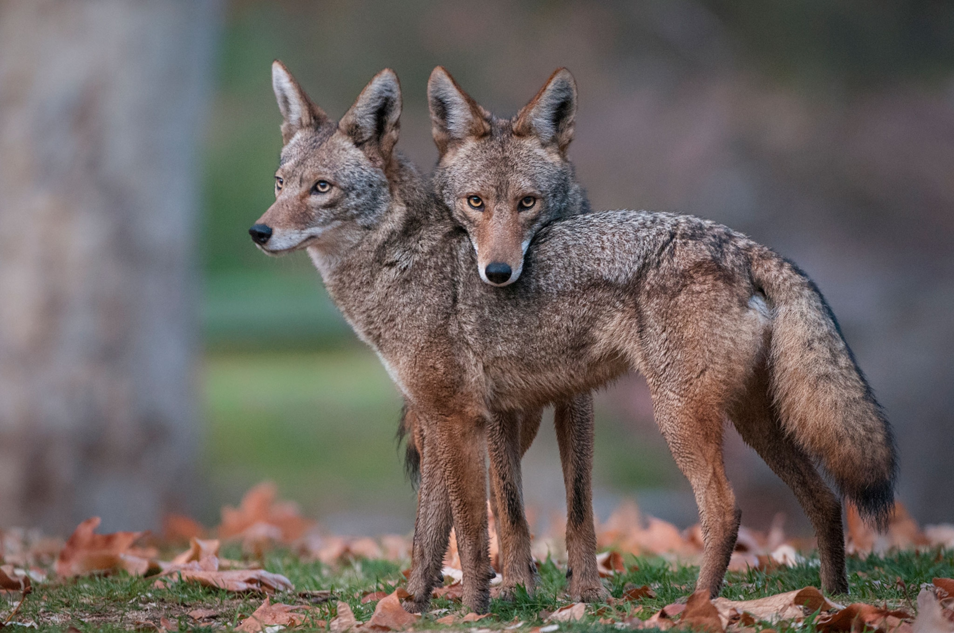 Two coyotes together.