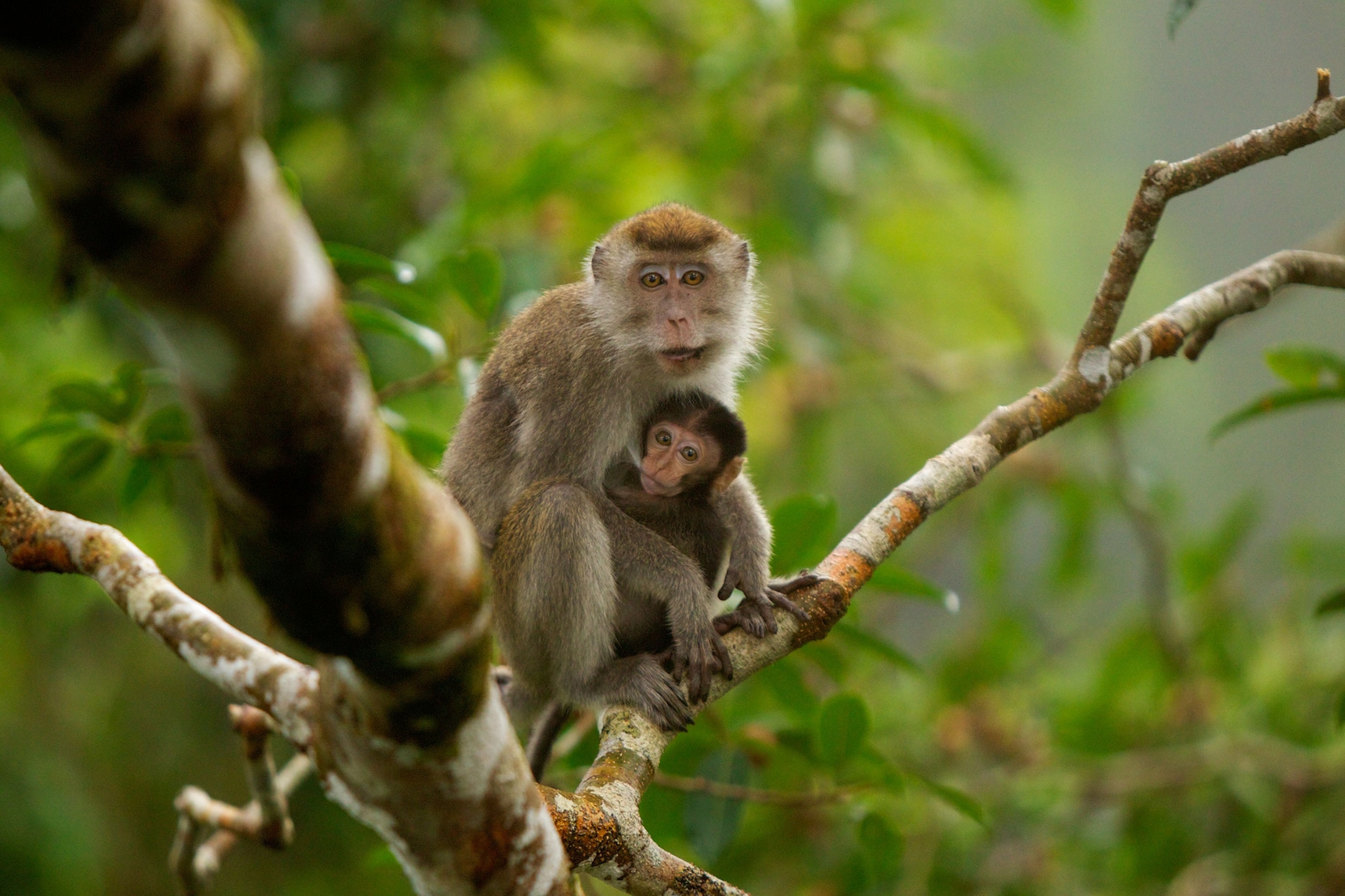 a mother and infant monkey
