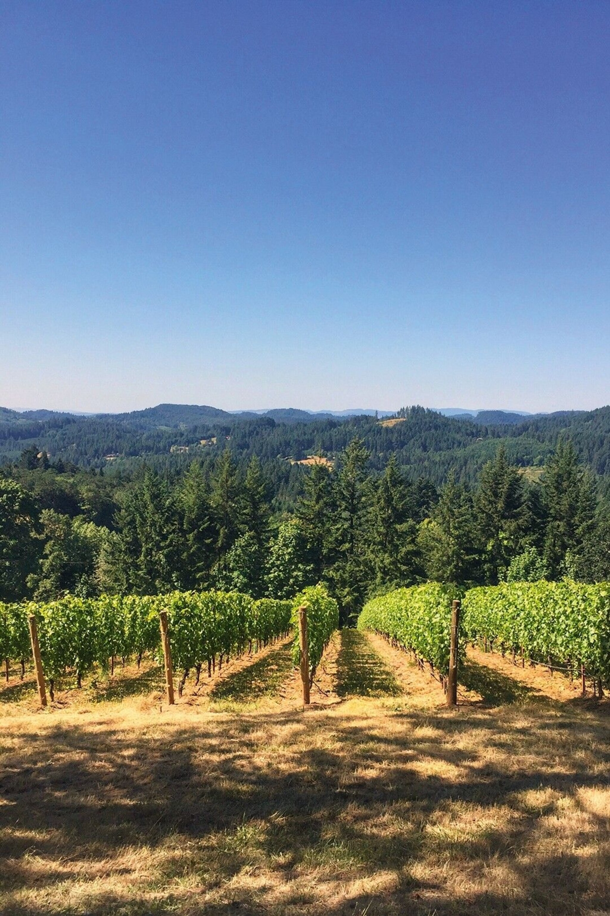 Rows of vines on a hill near the city.