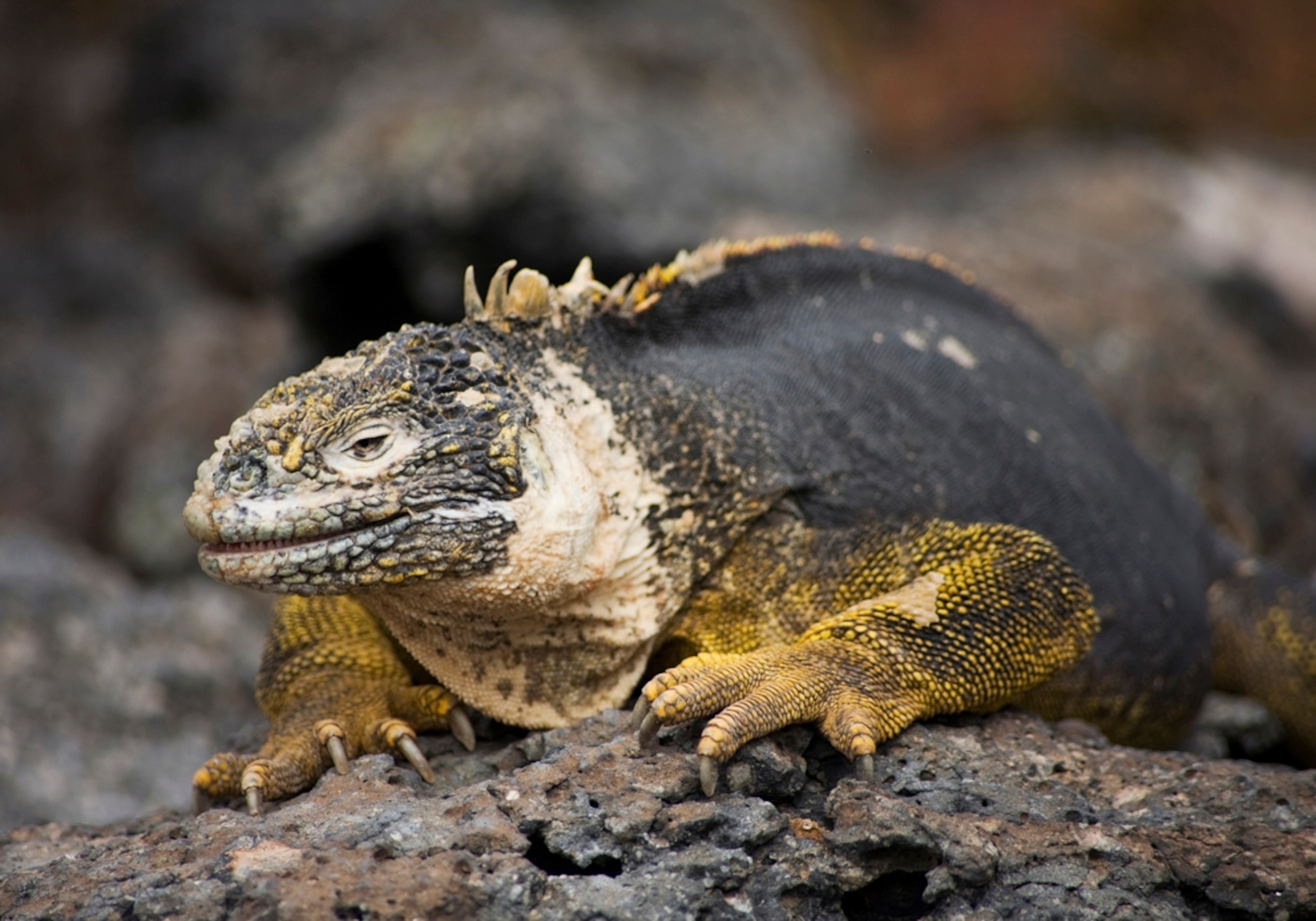 Marine iguana, Galapogos Islands