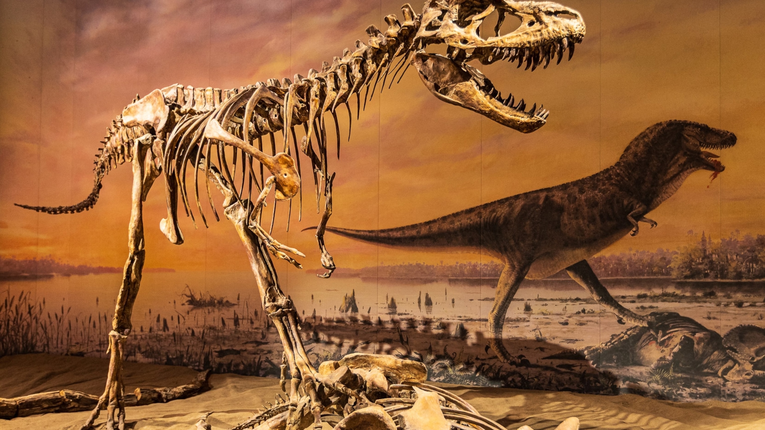 In this Canadian province grown-ups can dig up dinosaur fossils