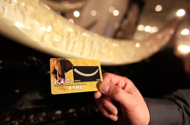 A staff member of the Beijing Ivory Carving Factory holds up an ID card certifying the legality of an ivory artwork. It’s unclear how the Chinese government will deal with ivory stockpiles in such facilities once the ivory ban is implemented. Photograph by How Hwee Young, EPA