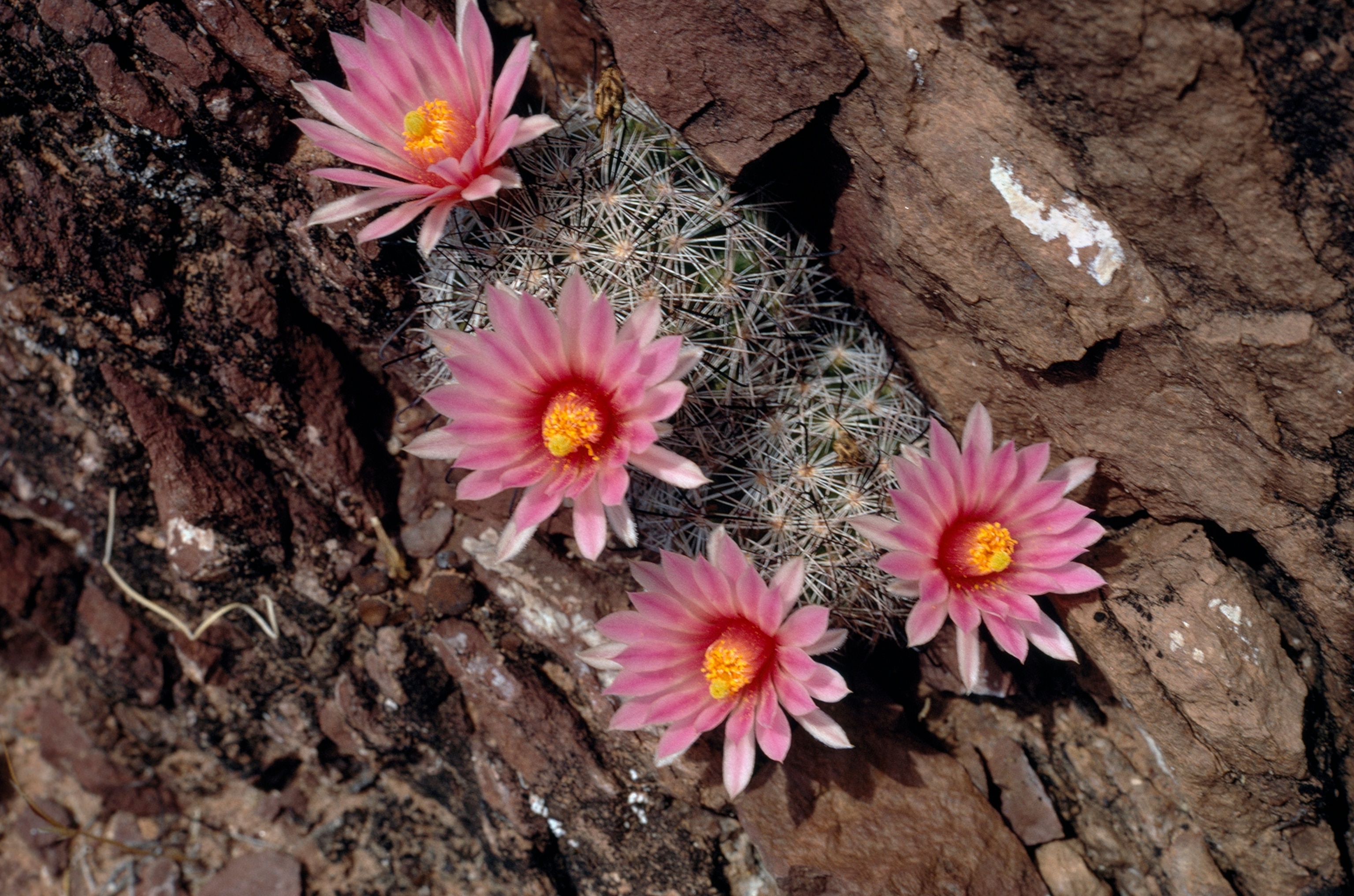 Pink blossoms of fishhook cactus (Mammilaria microcarpa) stand out against drab stone.