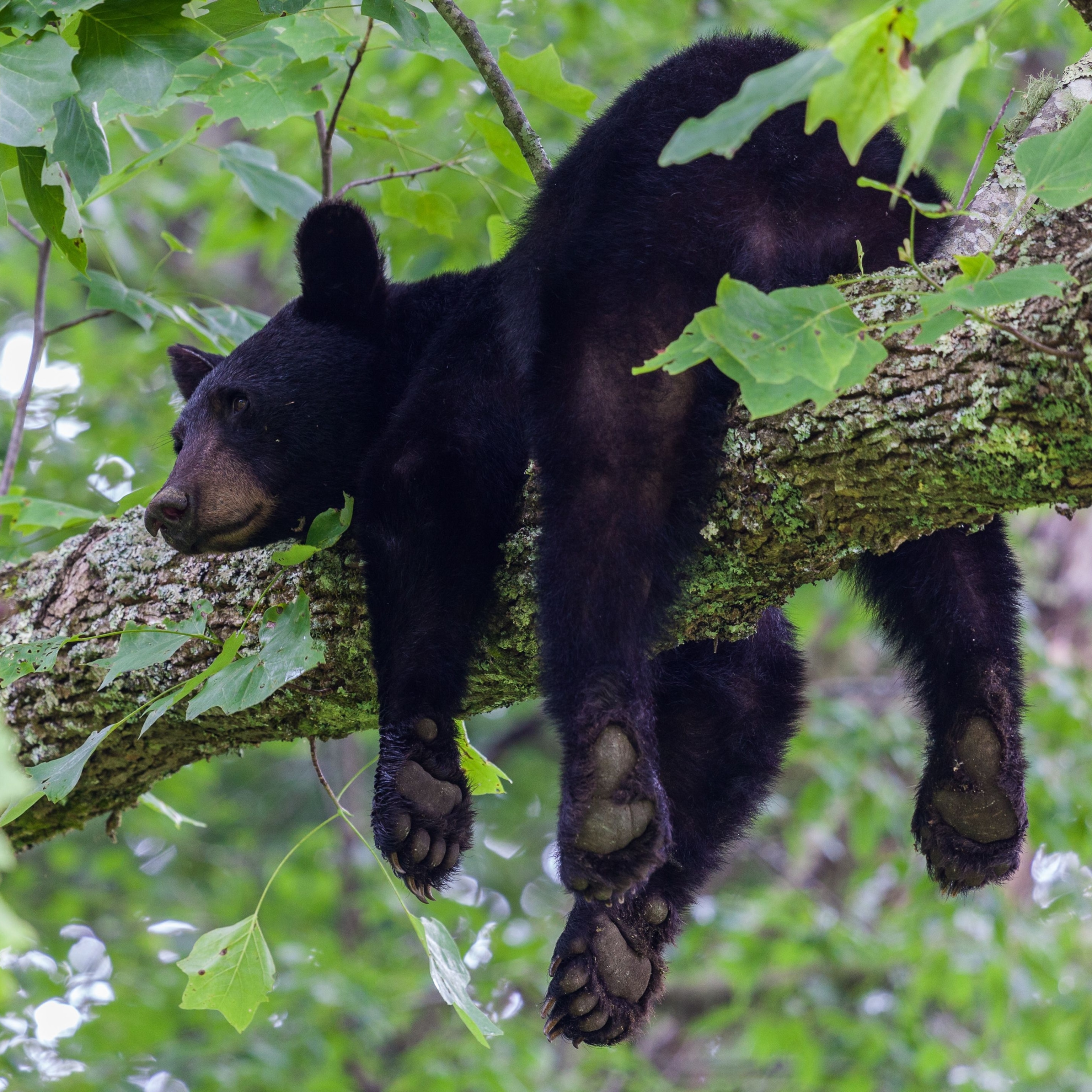 Black bears could play important role in dispersal of pathogen