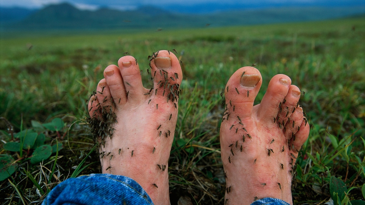 Mosquitoes Like Me So Much Clothing