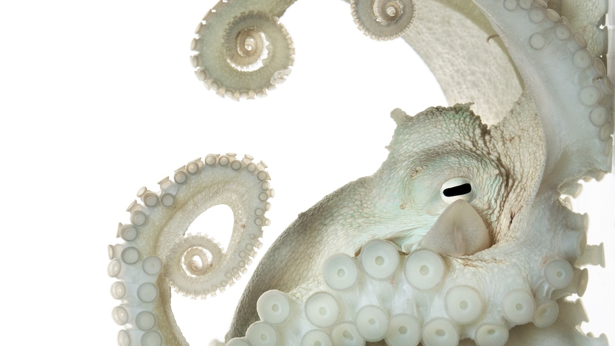 Why Do Octopuses Remind Us So Much of Ourselves?