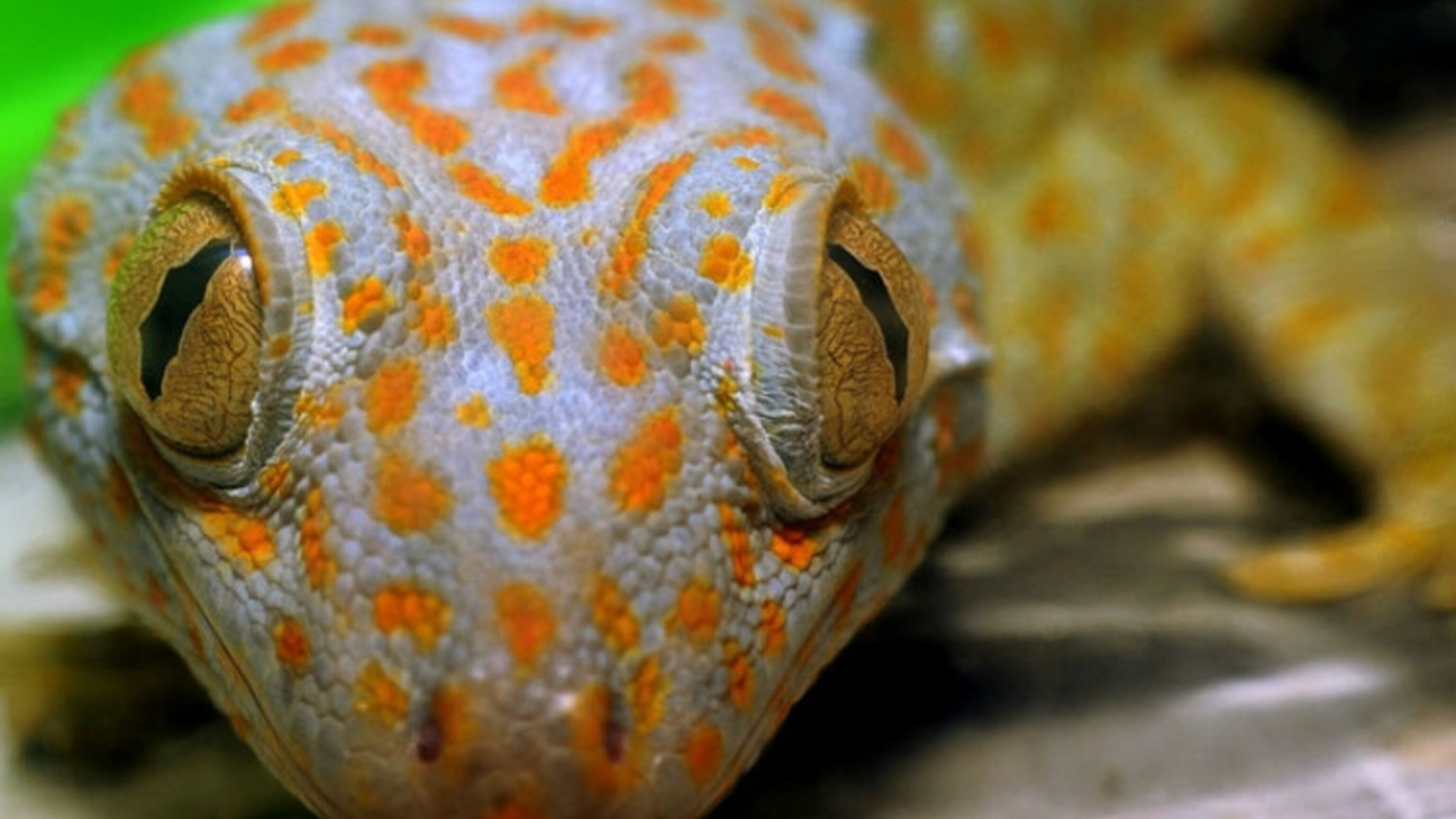 What Do Lizard Tails Have In Common With Toilet Paper? | National
