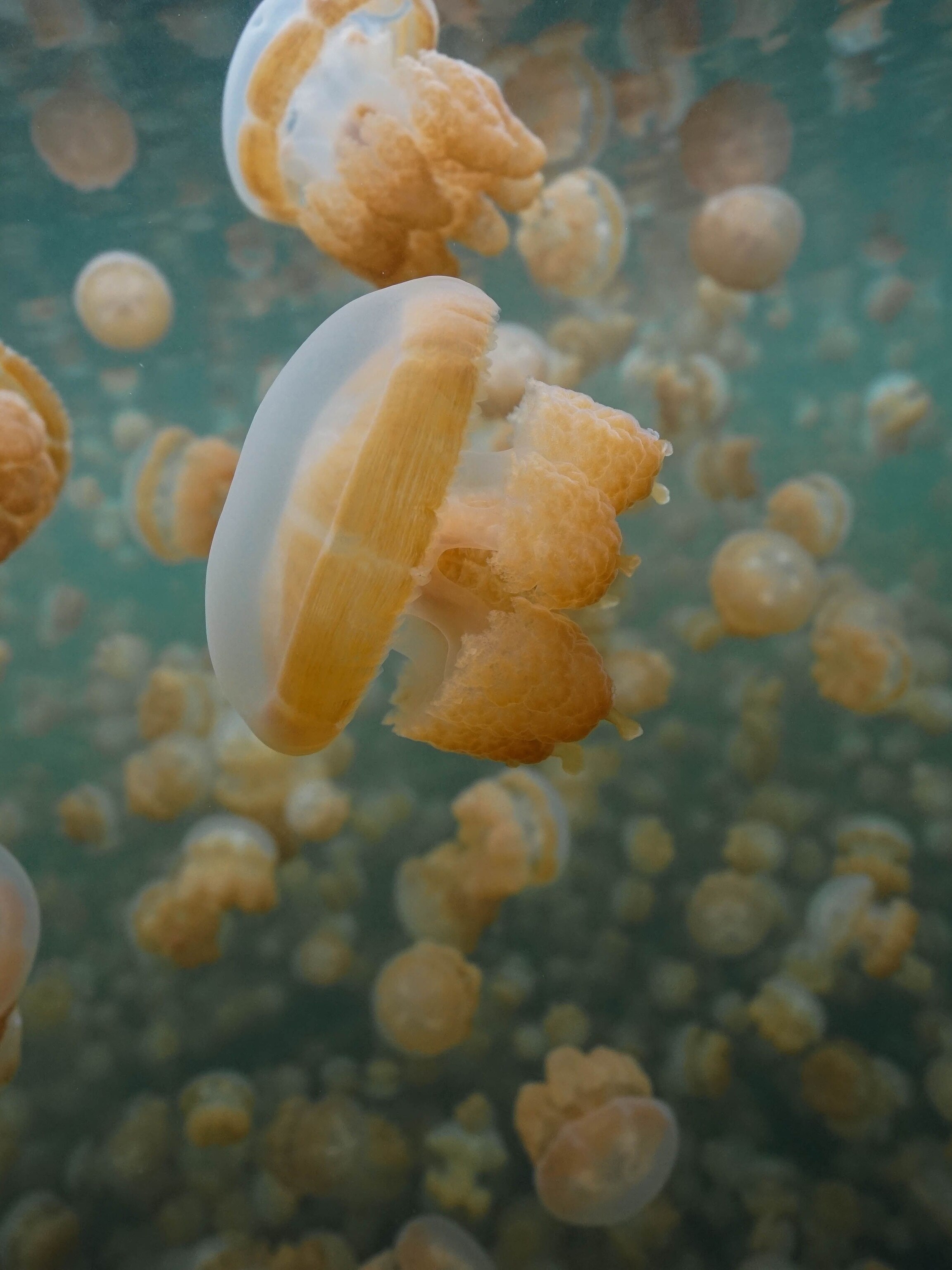 Aggregate 148+ sun jellies bag best kidsdream.edu.vn