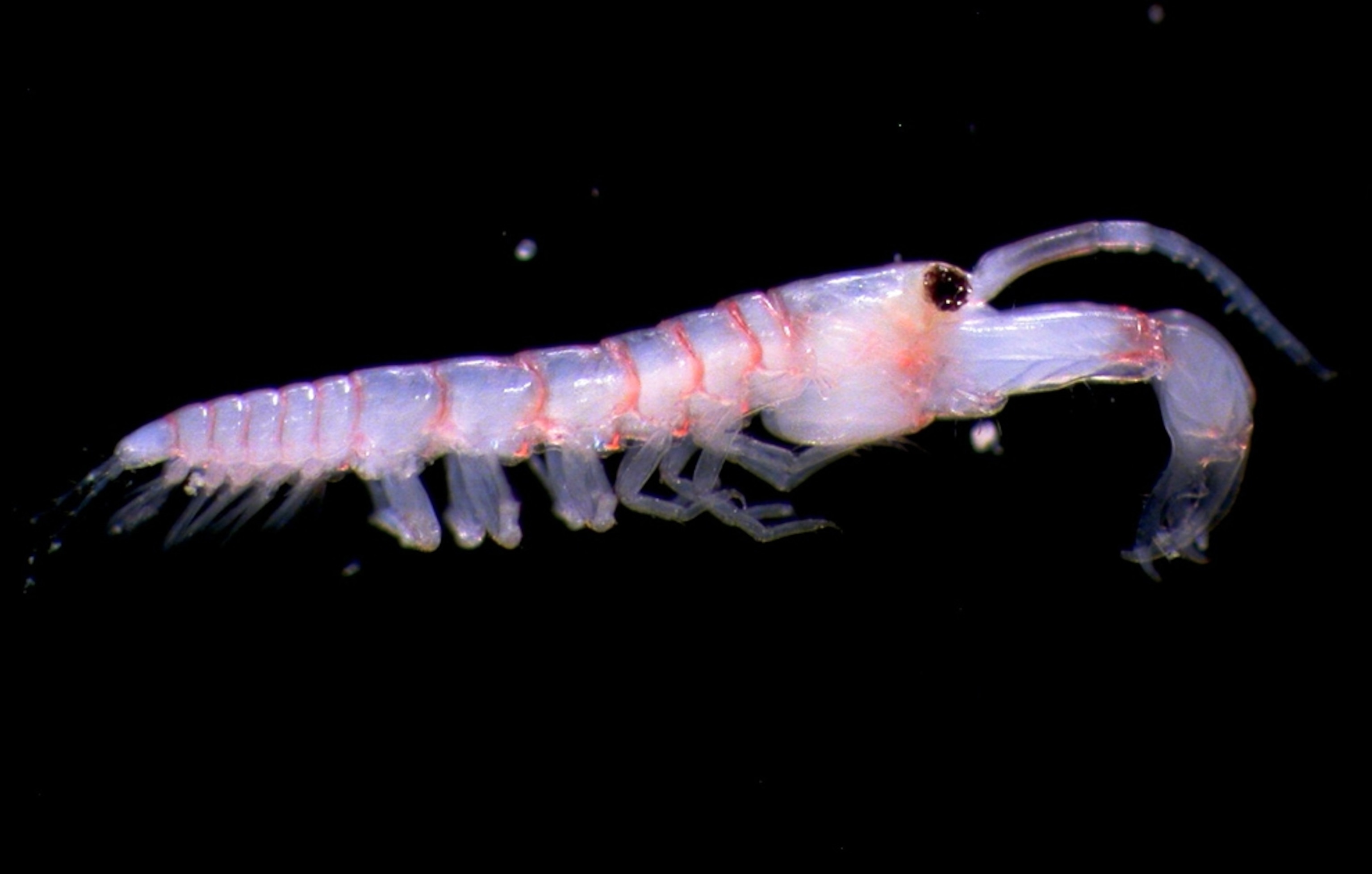 a likely new species of tanaid, announced today in the final reports of the Census of Marine Life