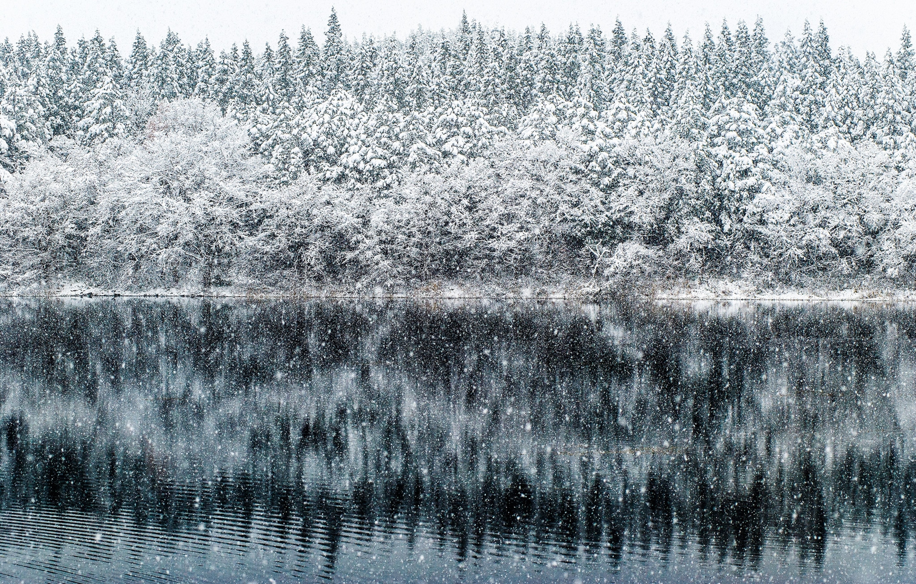 snow covered trees near a lake in Yamagata, Japan
