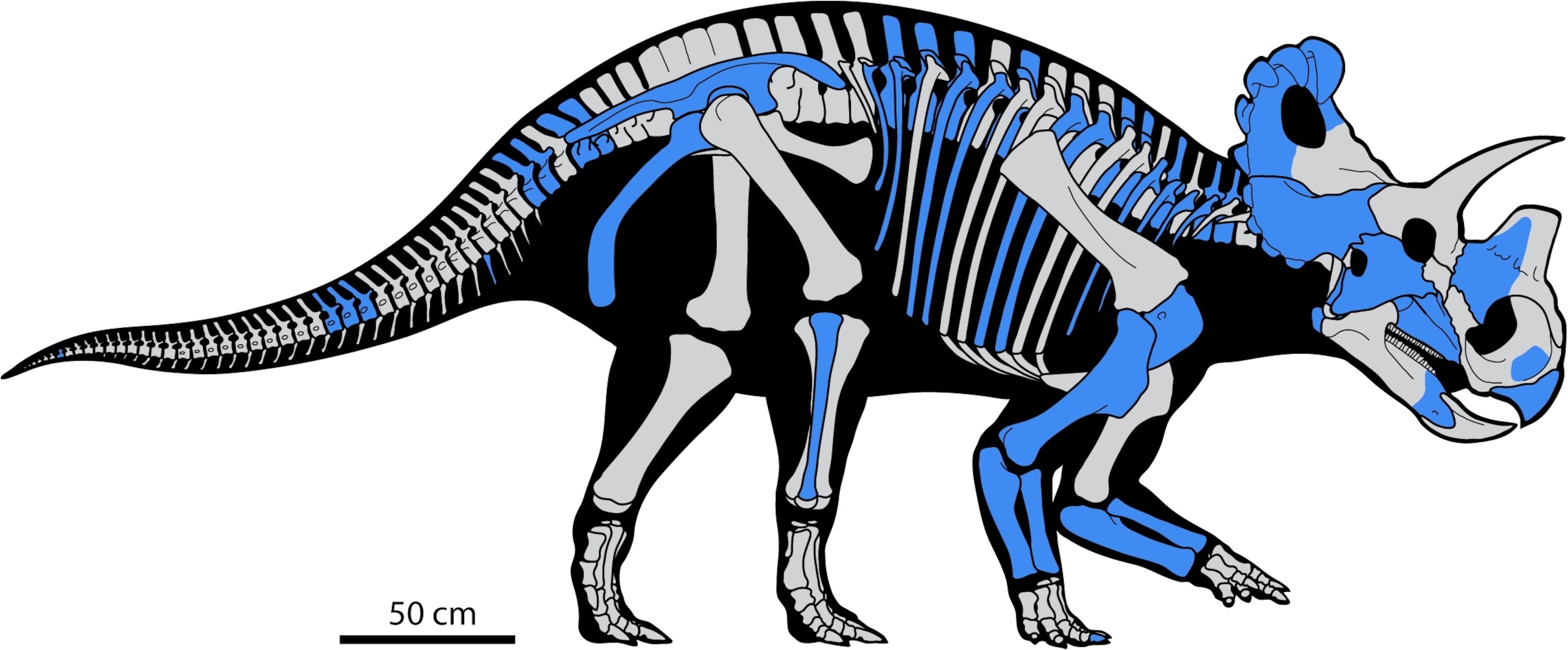 A reconstruction of Wendiceratops. Known bones are in blue. From Evans and Ryan, 2015.