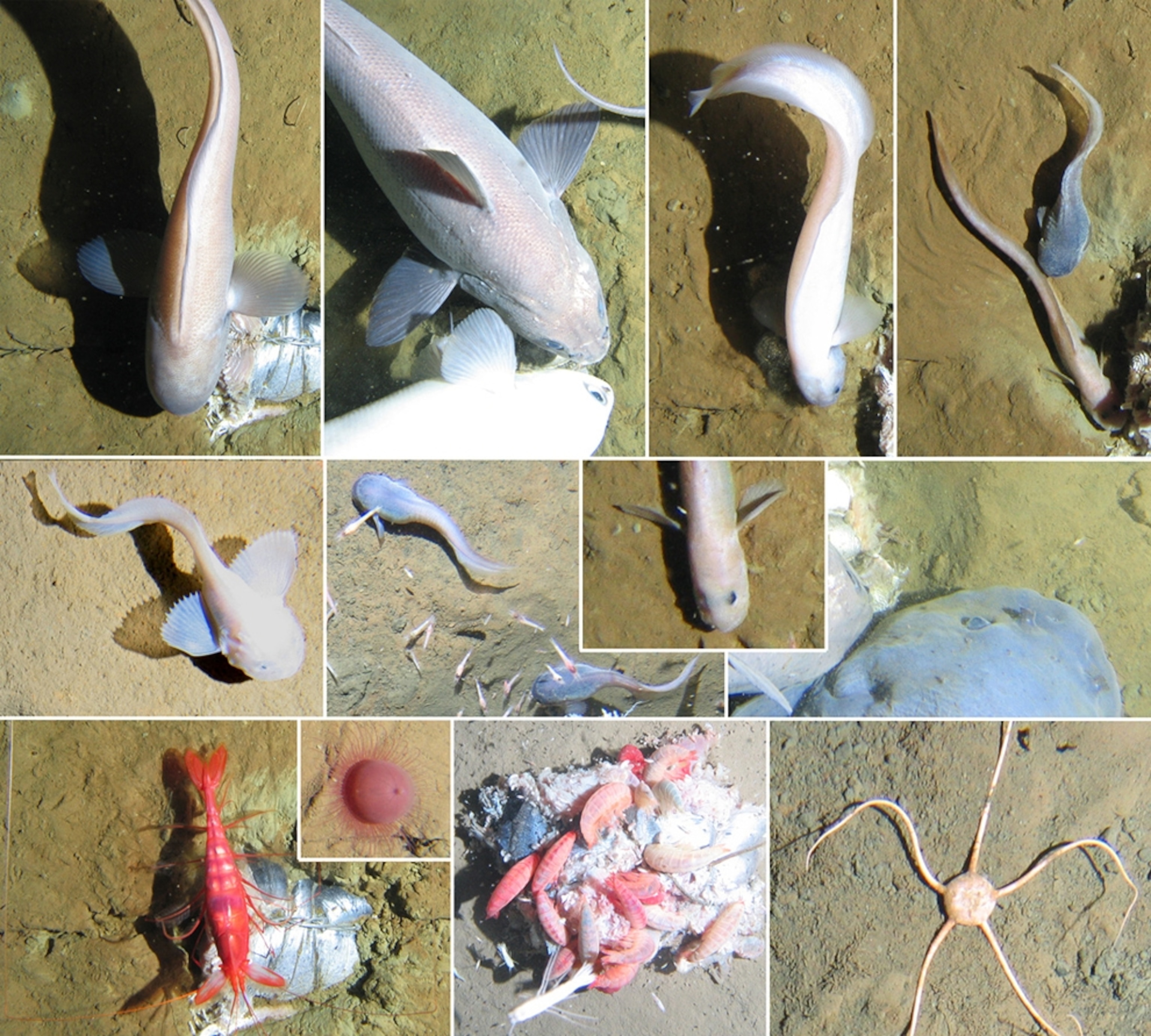 A picture of species seen feeding off bait in the Peru-Chile trench.