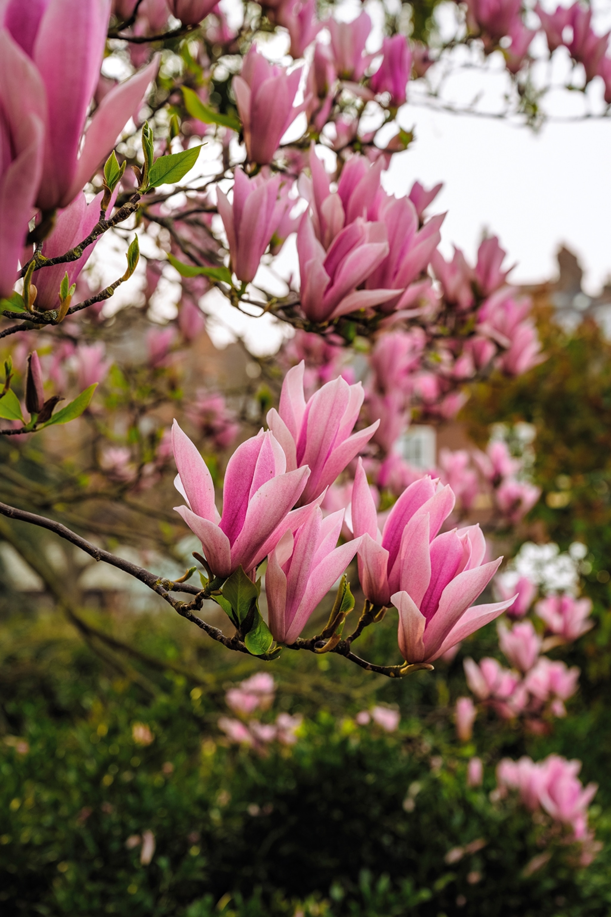 A close-up on Magnolia blossoms on a tree.
