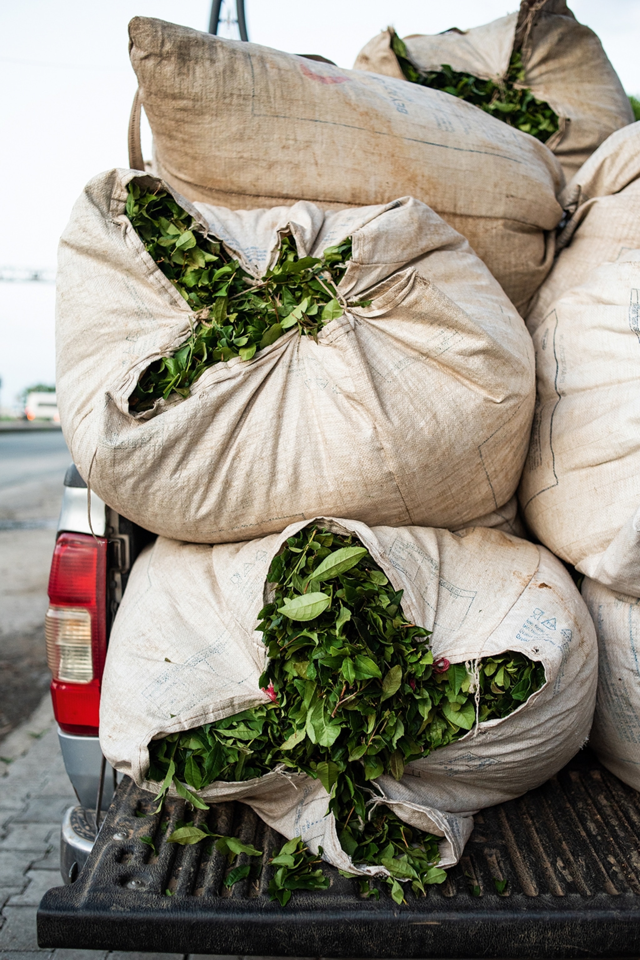 Sacks of tea leaves mounted on the back of a pick-up truck.