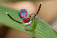 How Peacock Spiders Get Their Bright Blue Butts National Geographic