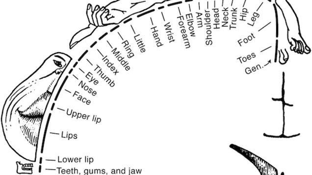 Mouseunculus How The Brain Draws A Little You