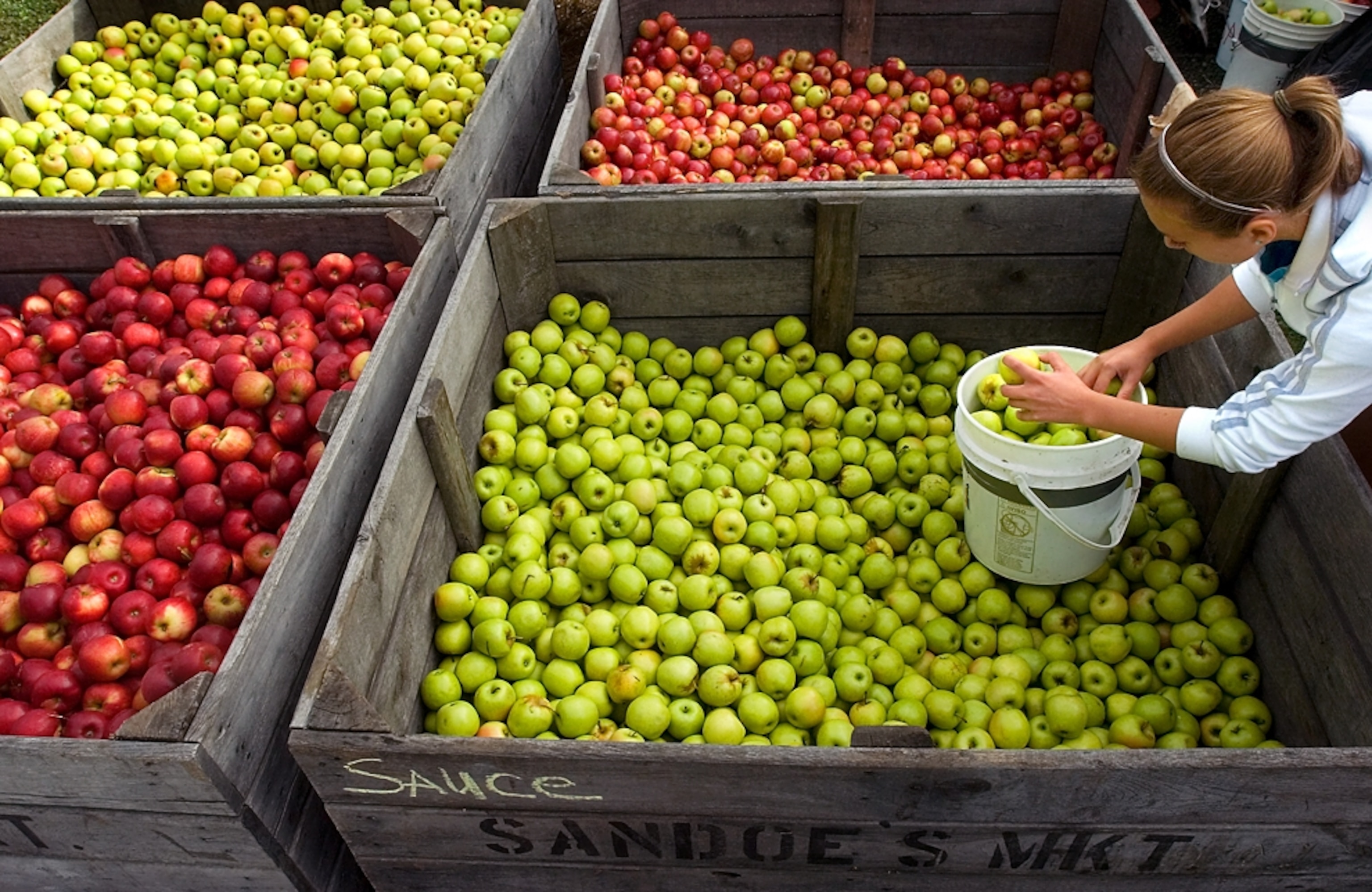 a young girl sorting apples at the National Apple Harvest Festival, Arendtsville, PA