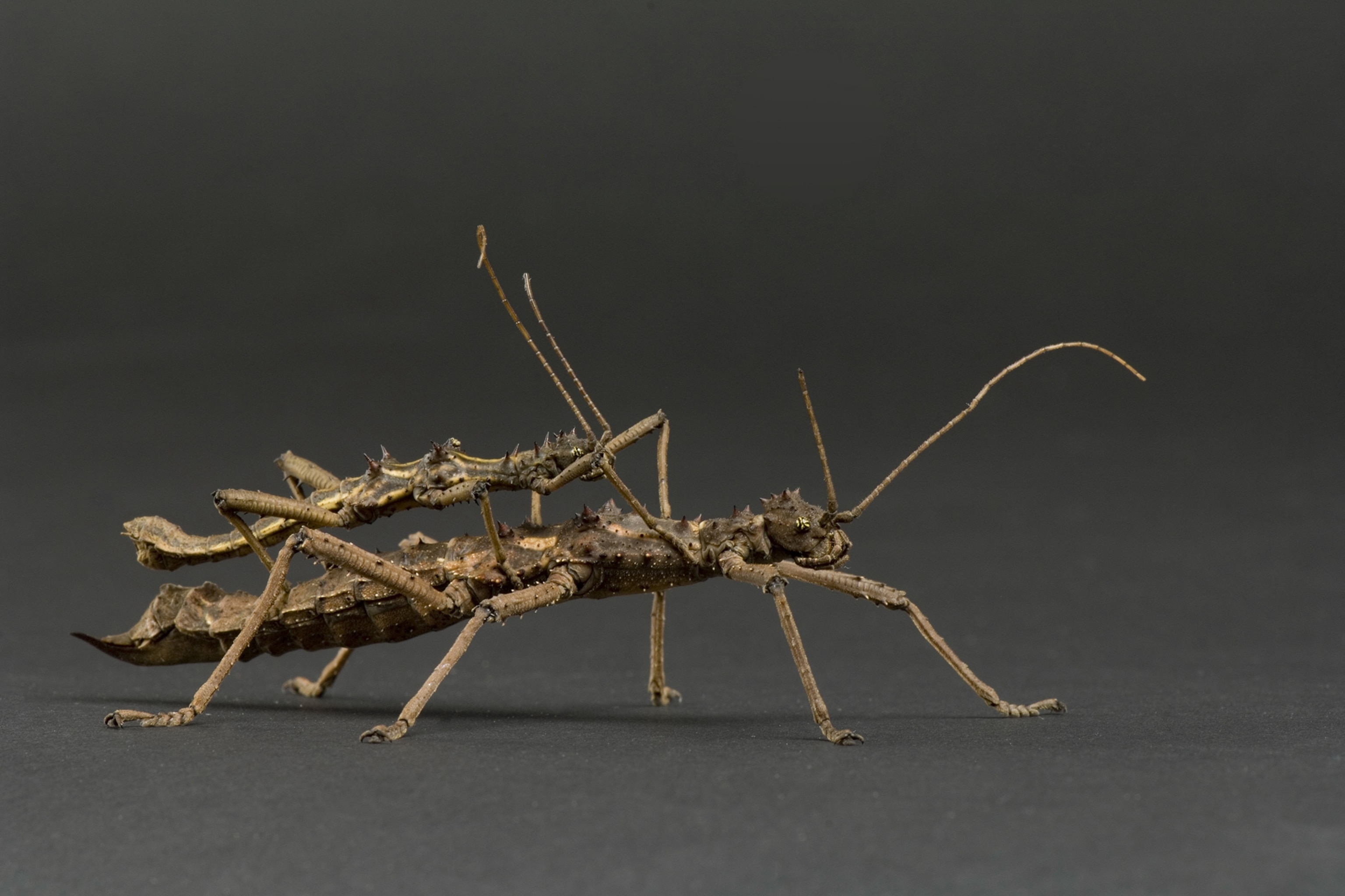 These animals are nature’s clingiest lovers