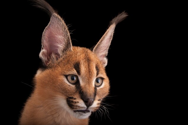 caracal-nationalgeographic_2165629.jpg