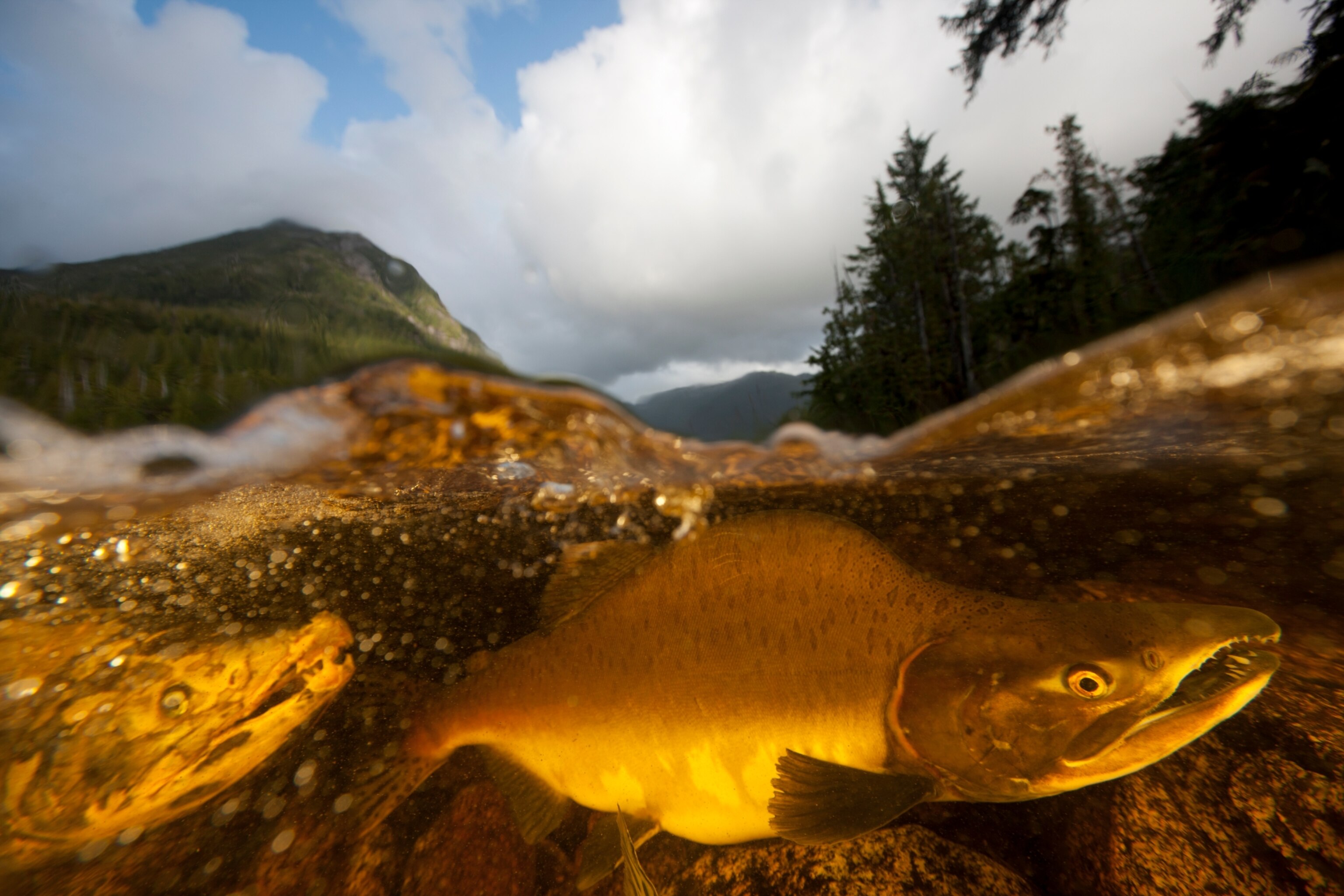salmon swimming in river in Great Bear Rainforest
