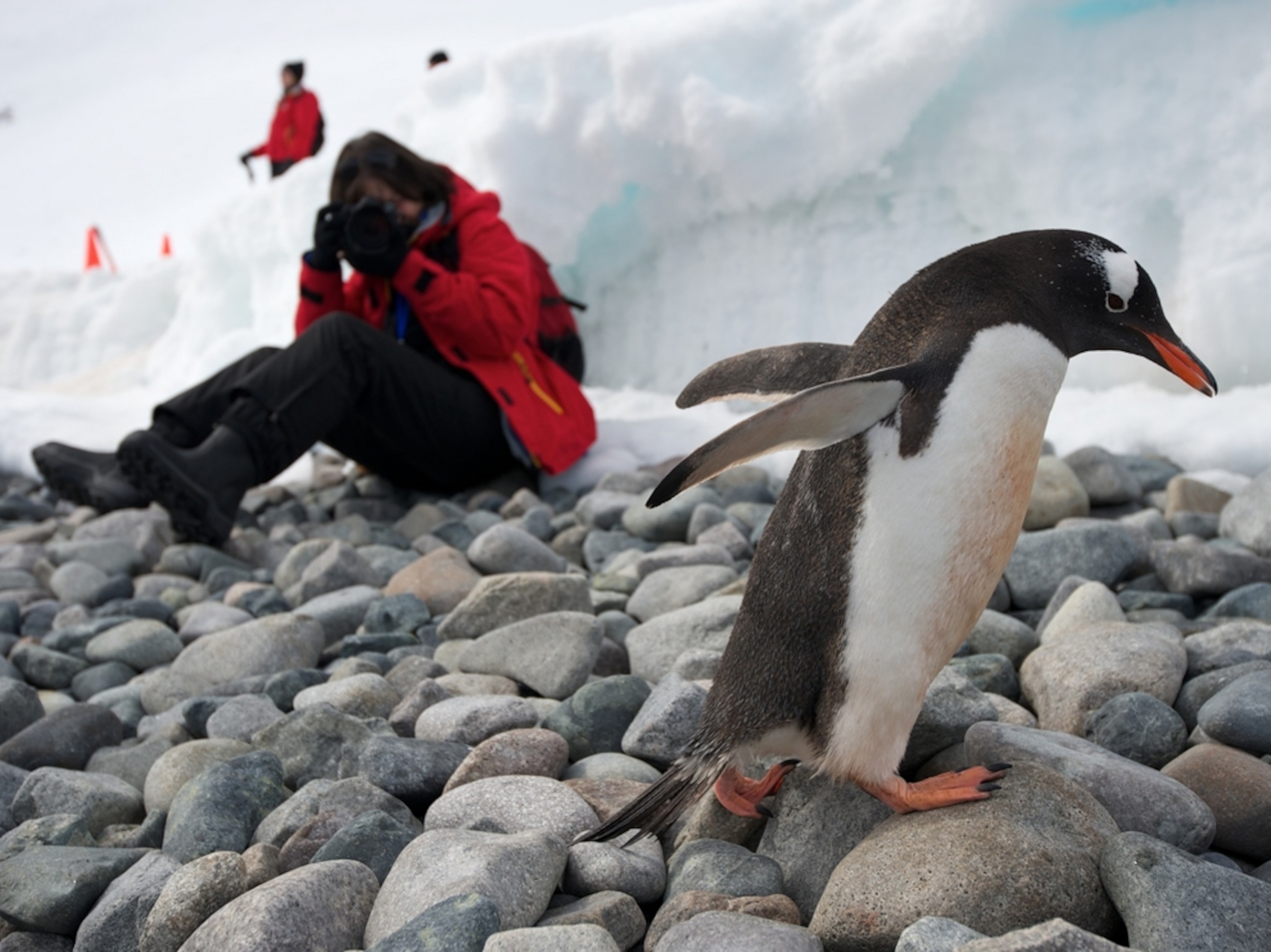 a penguin and a photographer