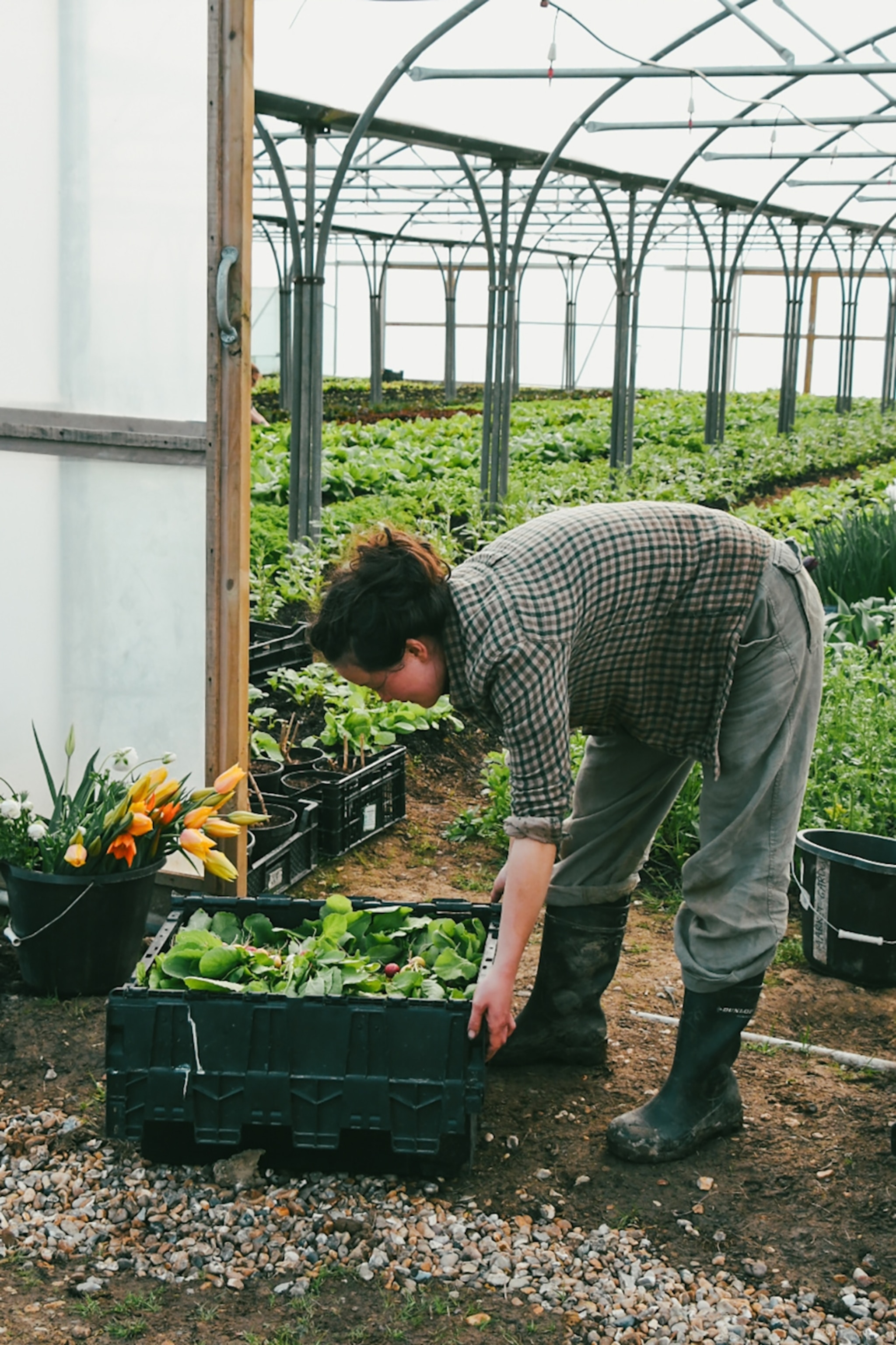 A woman in wellies leaning down to pick up a bucket in front of a greenhouse entrance on a farm.