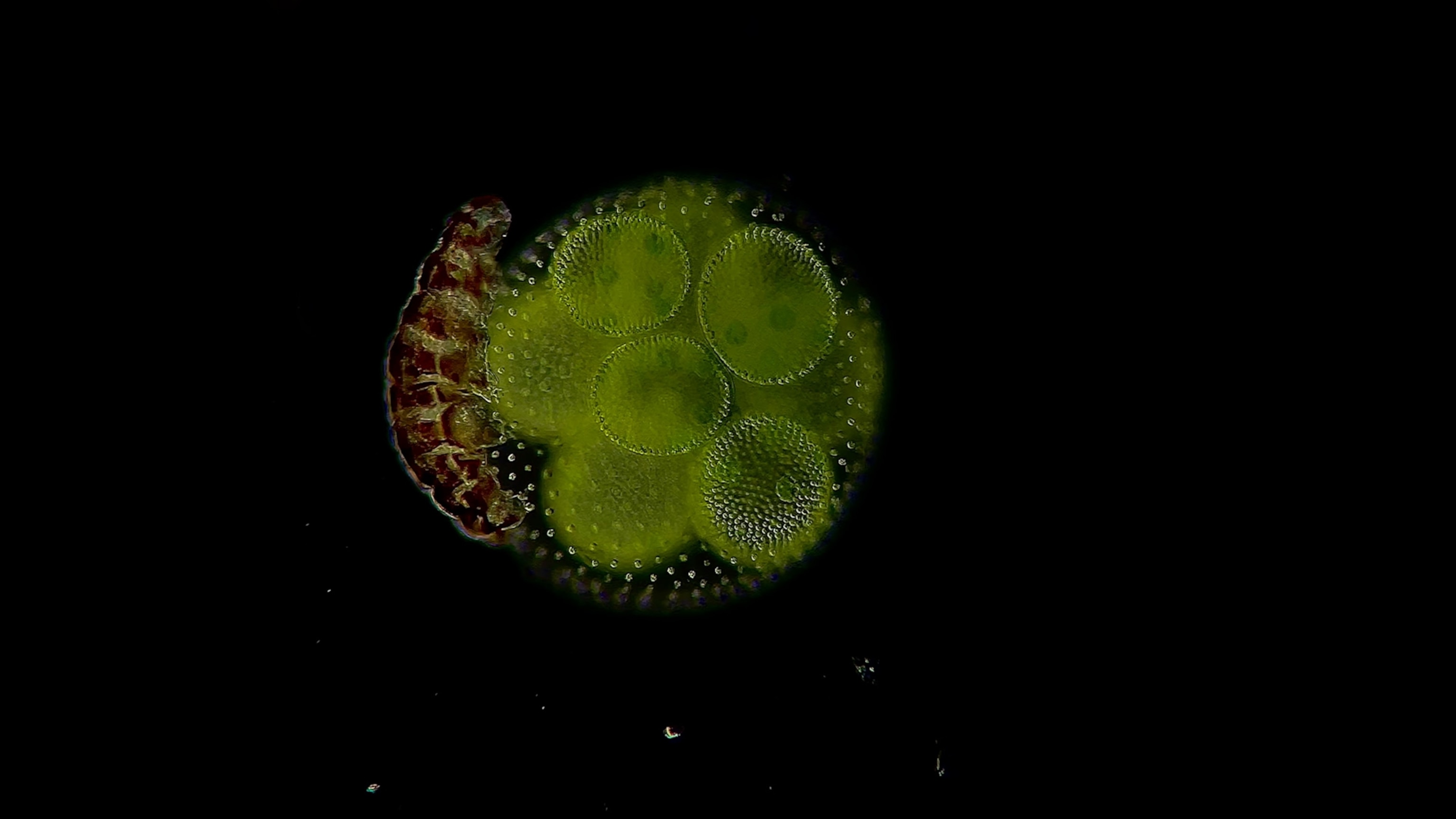 See the world’s tiniest organisms curl and crawl in these stunning videos