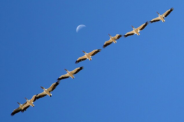 Where Do Your Backyard Birds Migrate In The Winter Where Do Your Backyard Birds Migrate In The Winter