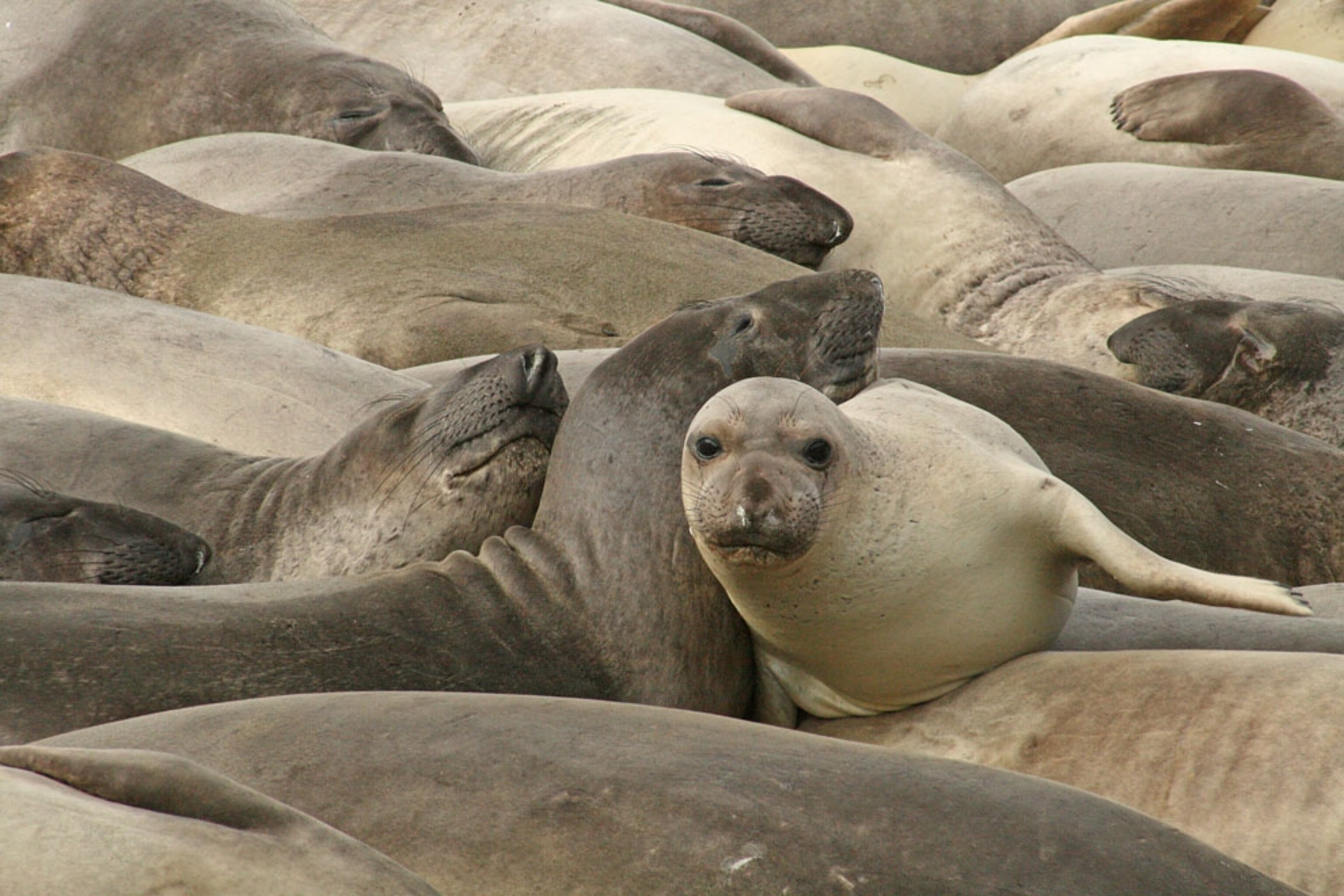 Elephant Seals sunning themselves along the beach on the Pacific Coast Highway