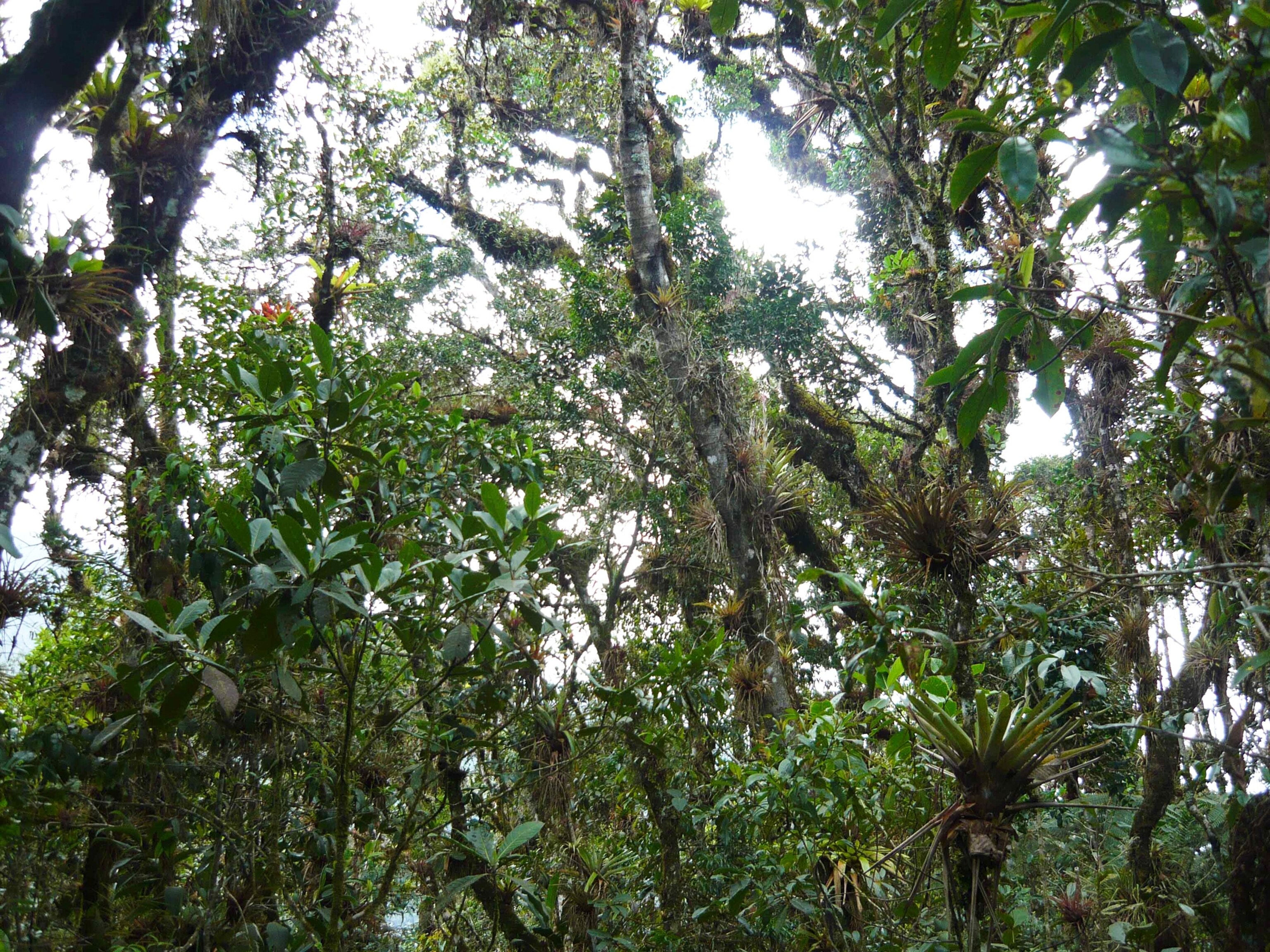 Peru cloud forest picture