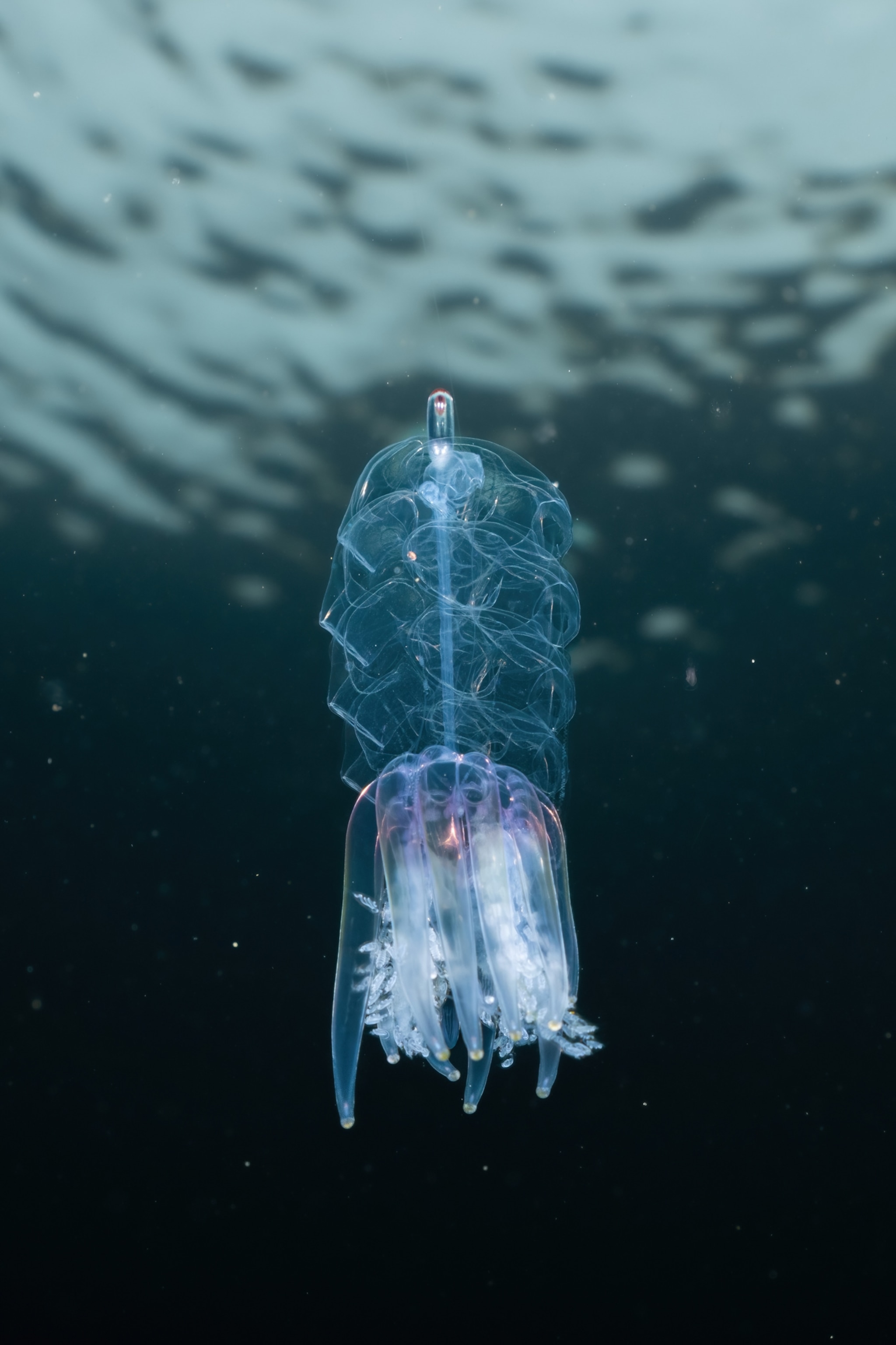 A oval bodied gelatinous figure swims underwater.