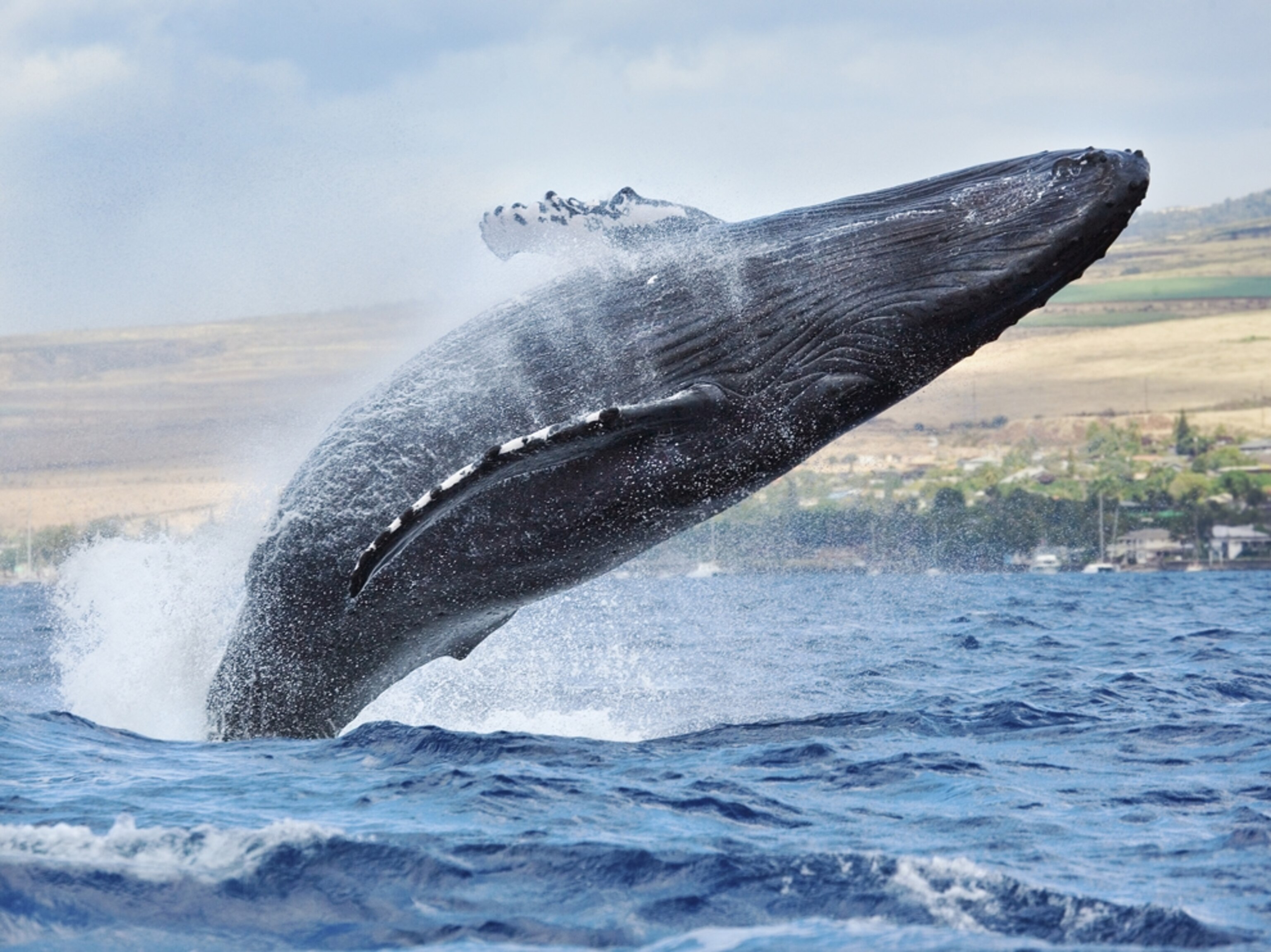 a humpback whale breaching with Maui in the background