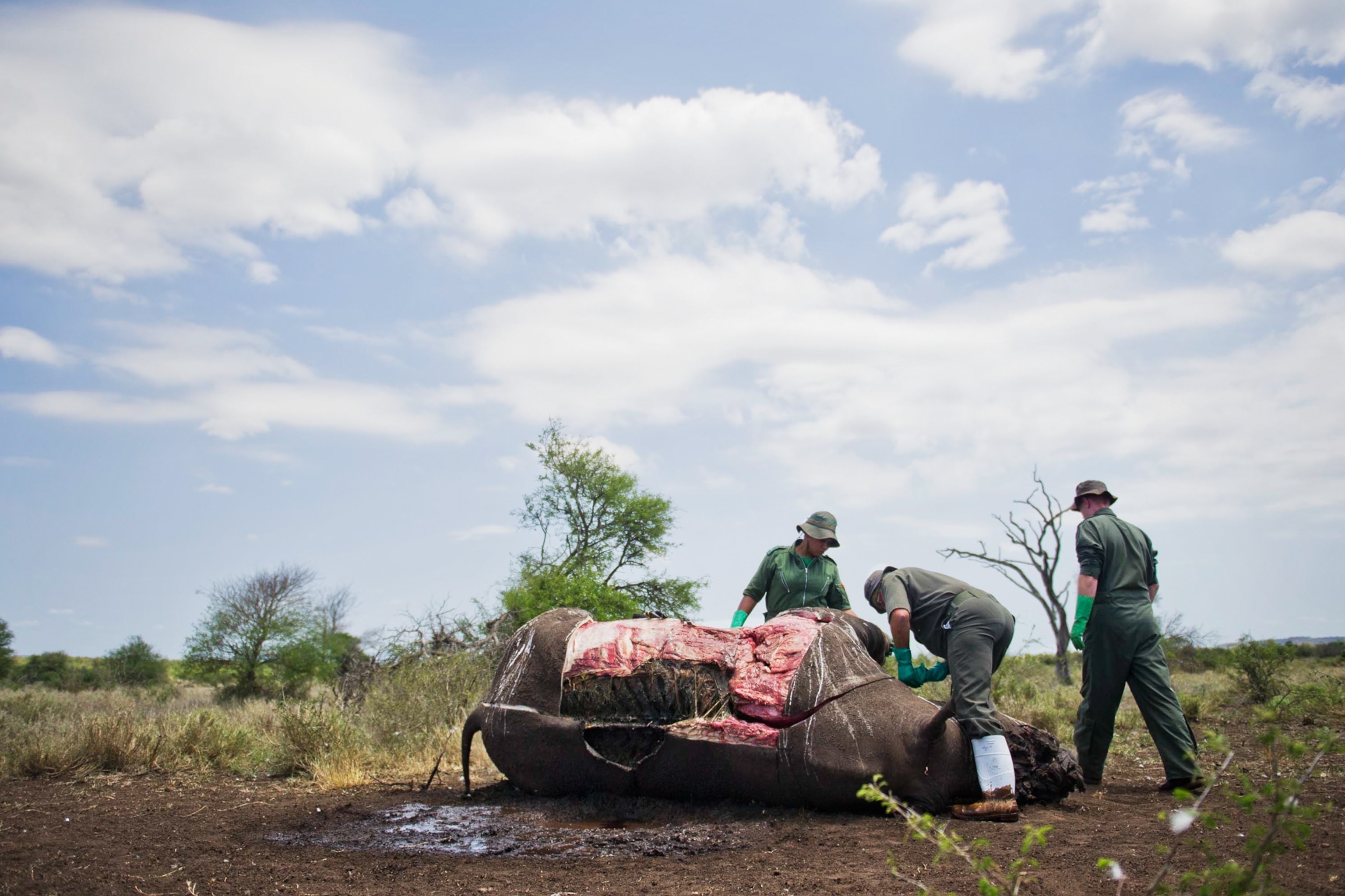 a row of shelved tiger heads at the National Wildlife Property Repository.